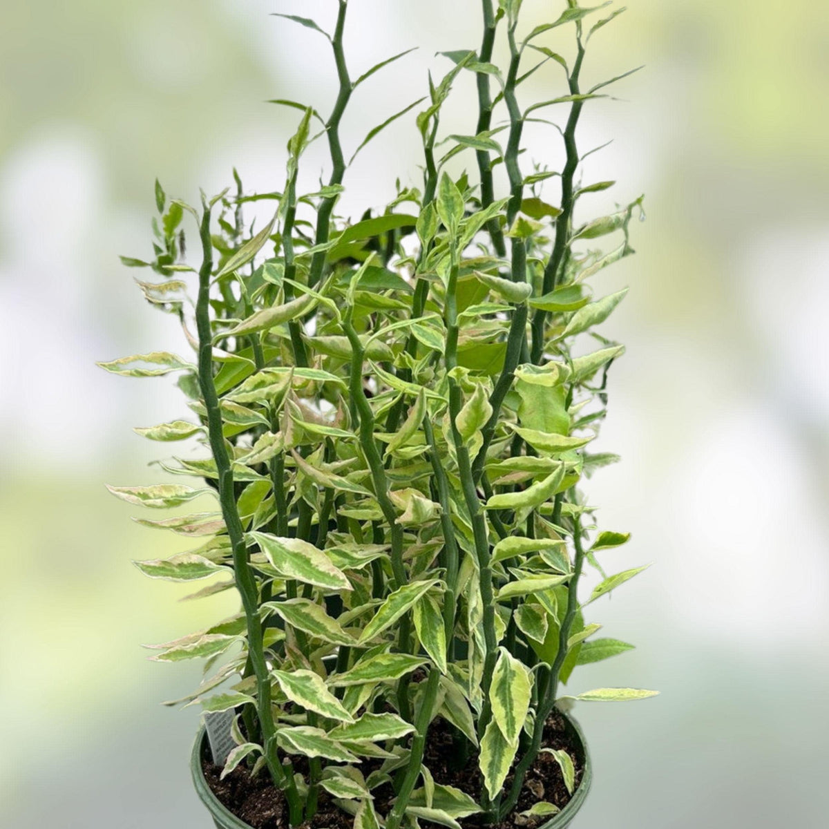 Variegated Devil's Backbone Succulent Cuttings & Rooted Plant Starter | Euphorbia tithymaloides Variegata for Indoor & Outdoor Gardens