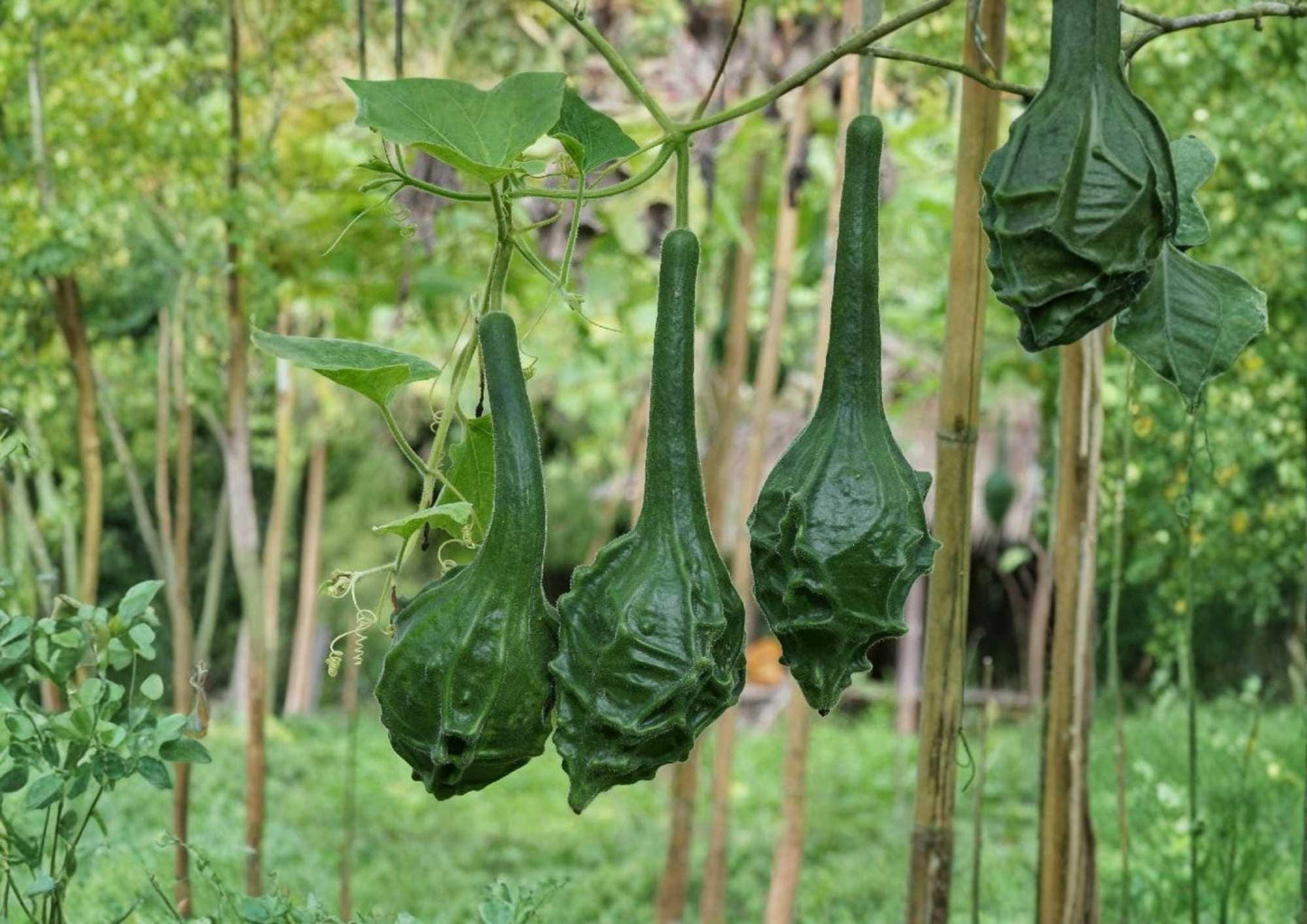 Caveman’s Club Dinosaur Gourd Seeds, Long Ornamental Maranka Squash, Heirloom Rare Seeds for Garden Planting