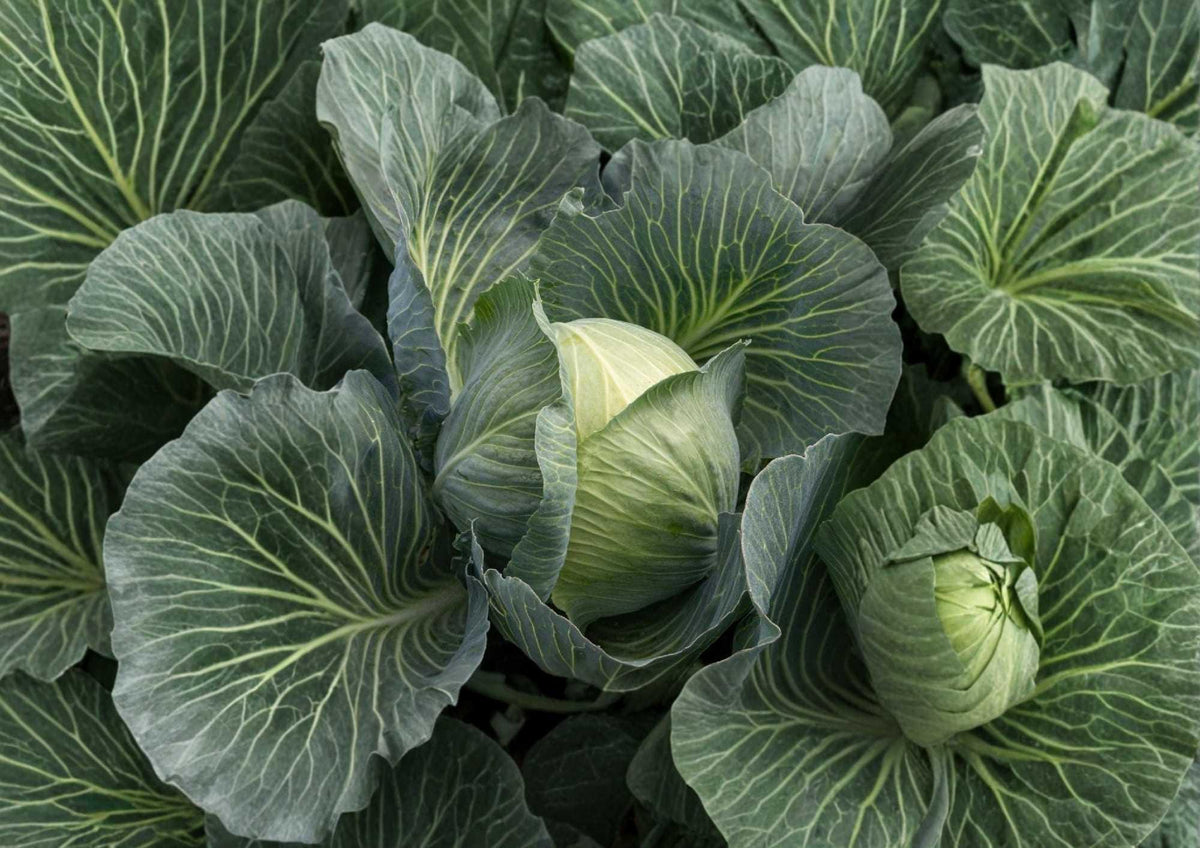 All Seasons Cabbage Seeds – Heirloom Non-GMO Vegetable Seeds for Year-Round Green Heads, Hardy Brassica oleracea