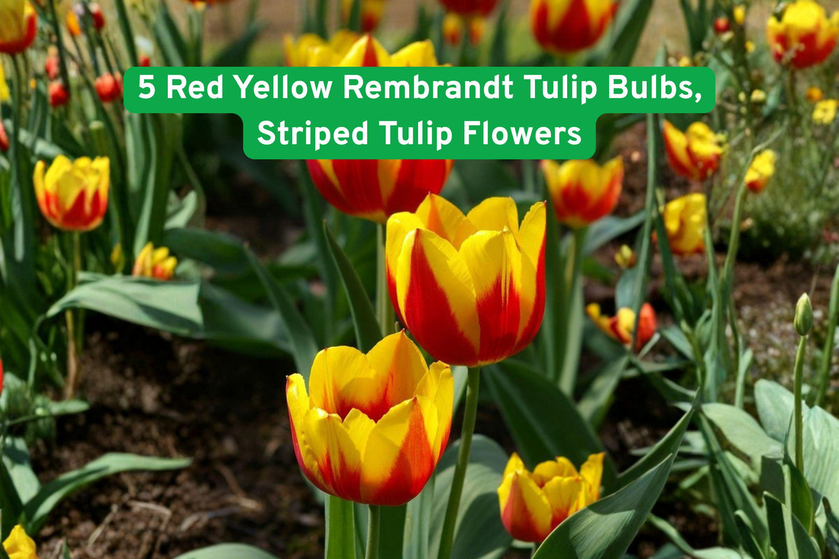 Red & Yellow Rembrandt Tulip Bulbs – Striped Spring Flowering Bulbs, Vibrant Garden Flowers, Tulipa spp.