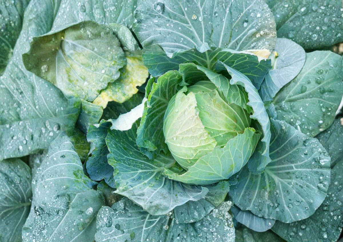 Danish Ballhead Cabbage Seeds – Heirloom Non-GMO Vegetable Seeds for Storage, Cold-Hardy, Large Dense Heads