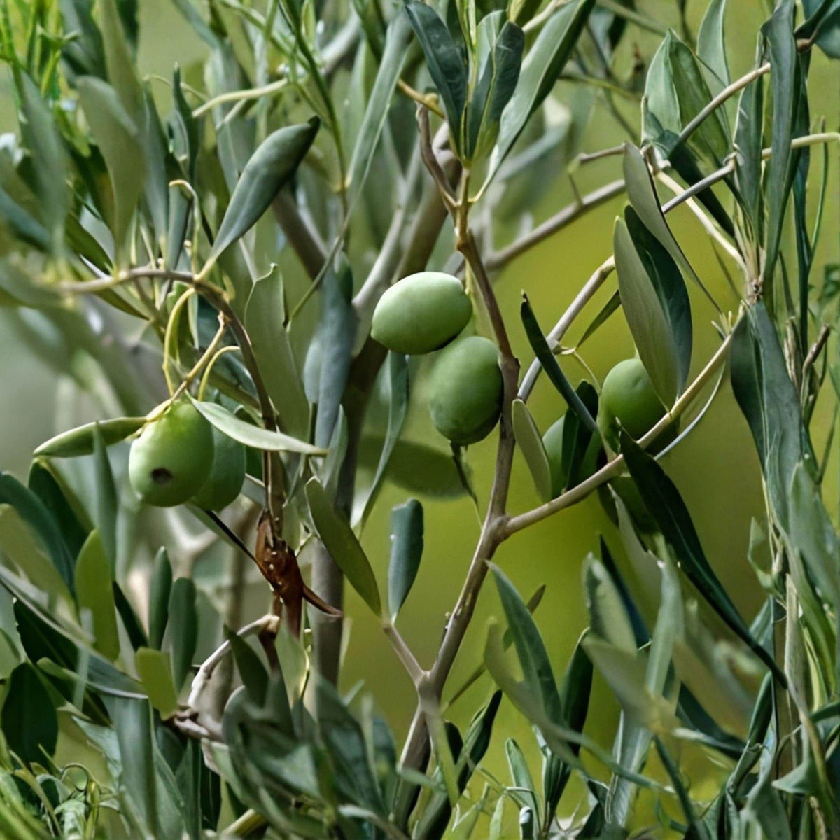 Arbequina Olive Tree Starter Plant 5-8 Inches, Rooted, Compact, Edible Fruit, Olea europaea
