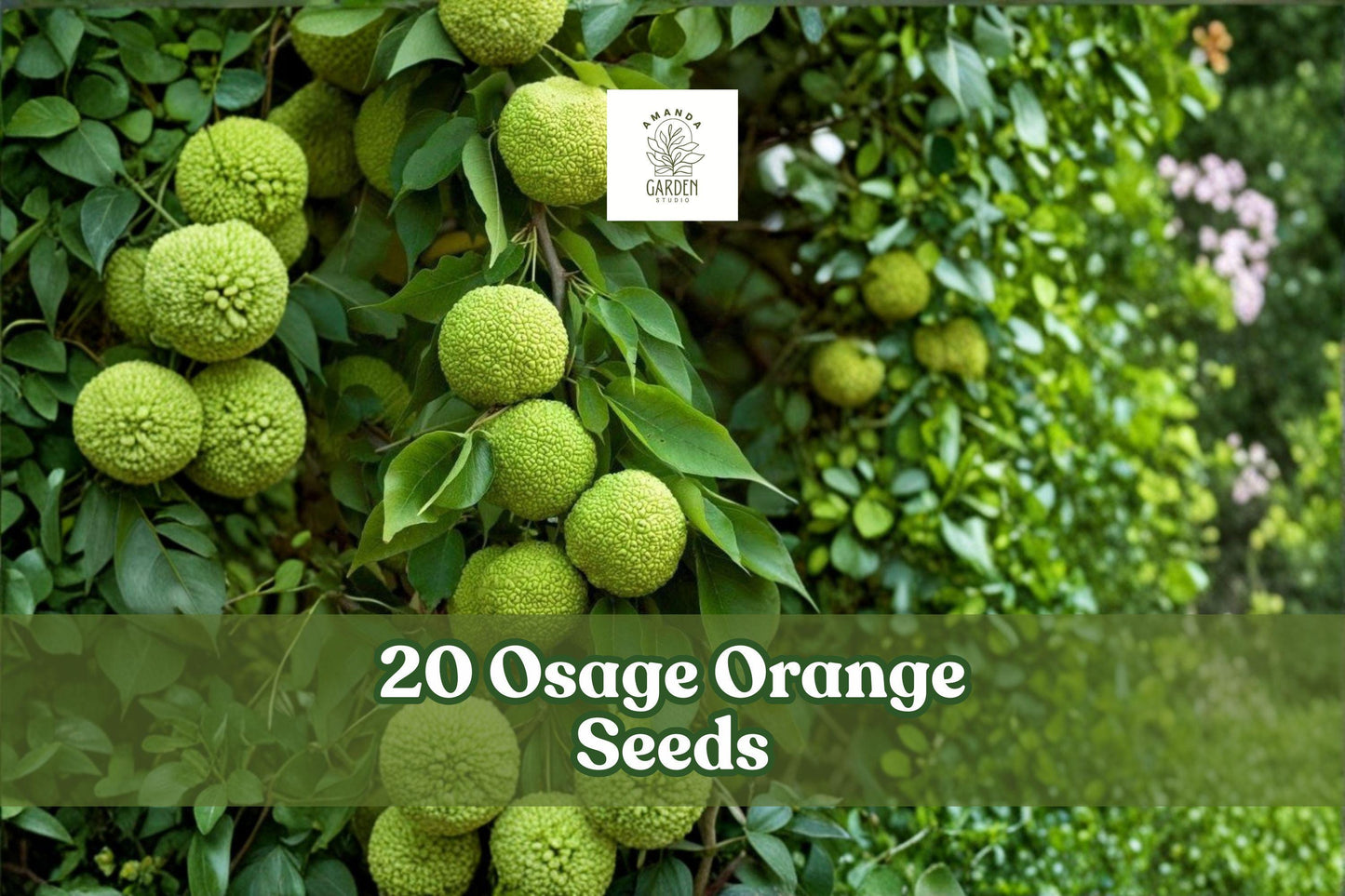 Osage Orange Tree Seeds, 20 Pack, Maclura pomifera, Native Hedge Apple for Outdoor Landscaping and Natural Hedges
