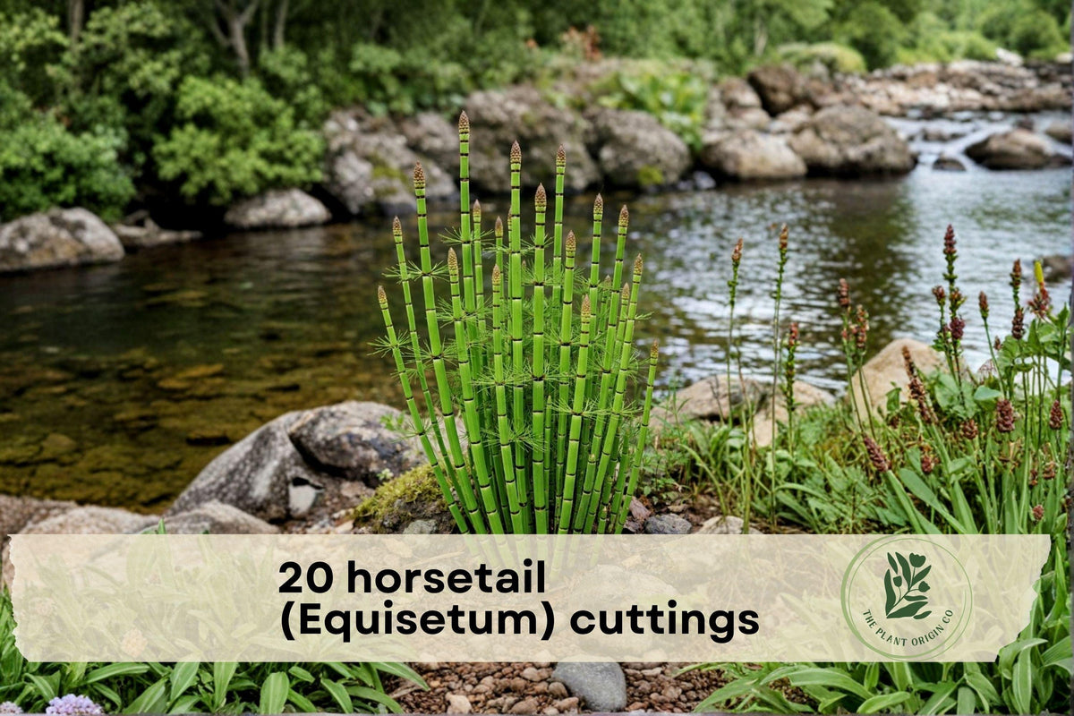 20 Horsetail (Equisetum) Cuttings - Aquatic Wetland Plant for Ponds, Water Gardens, Aquascaping