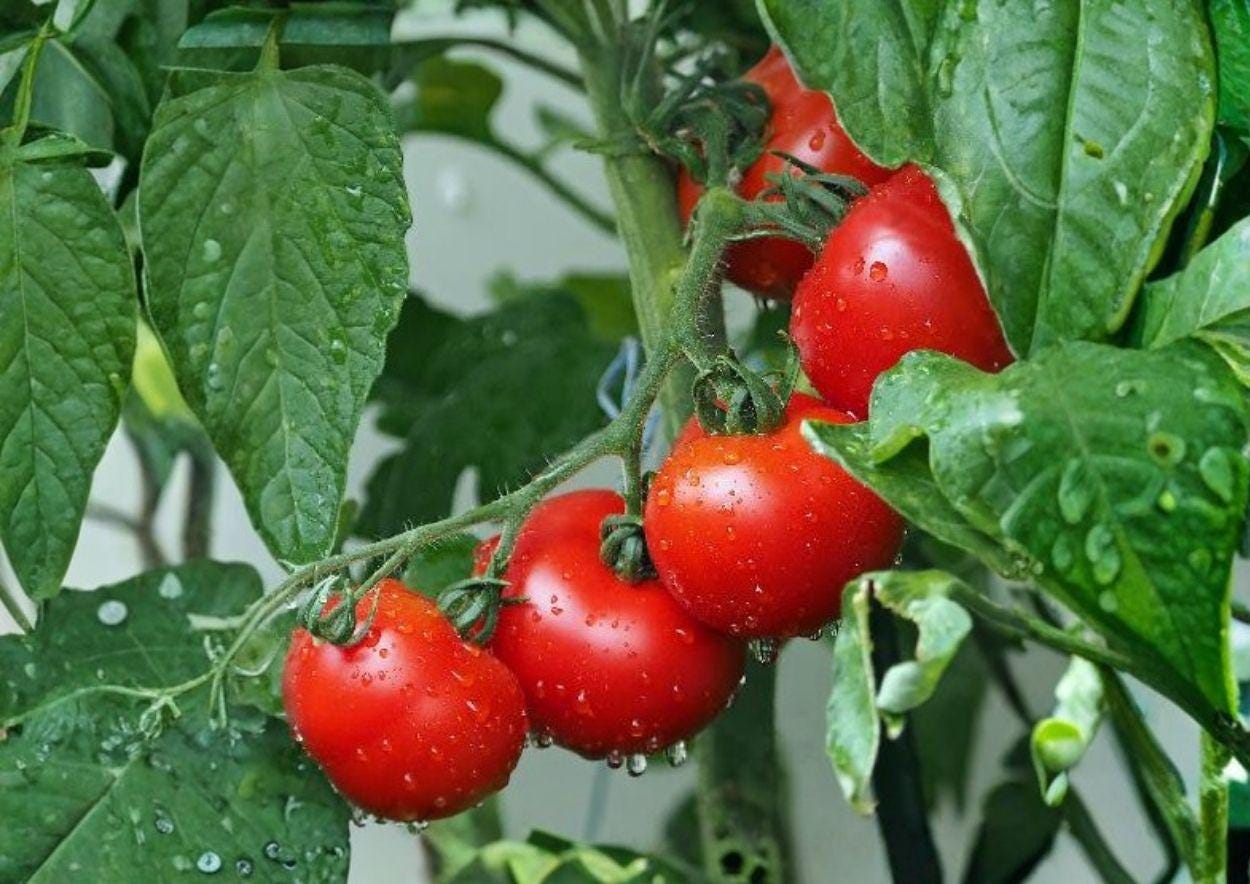 Organic Green Tomato Seeds, Heirloom Style, AAS Winner, Chef’s Choice, Slicer Variety for Garden and Container Planting