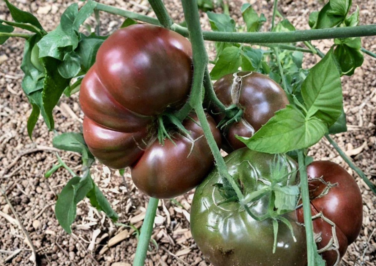 30+ Chef’s Choice Purple Tomato Seeds | Heirloom Slicer Vegetable Seeds for Garden Planting | Solanum lycopersicum