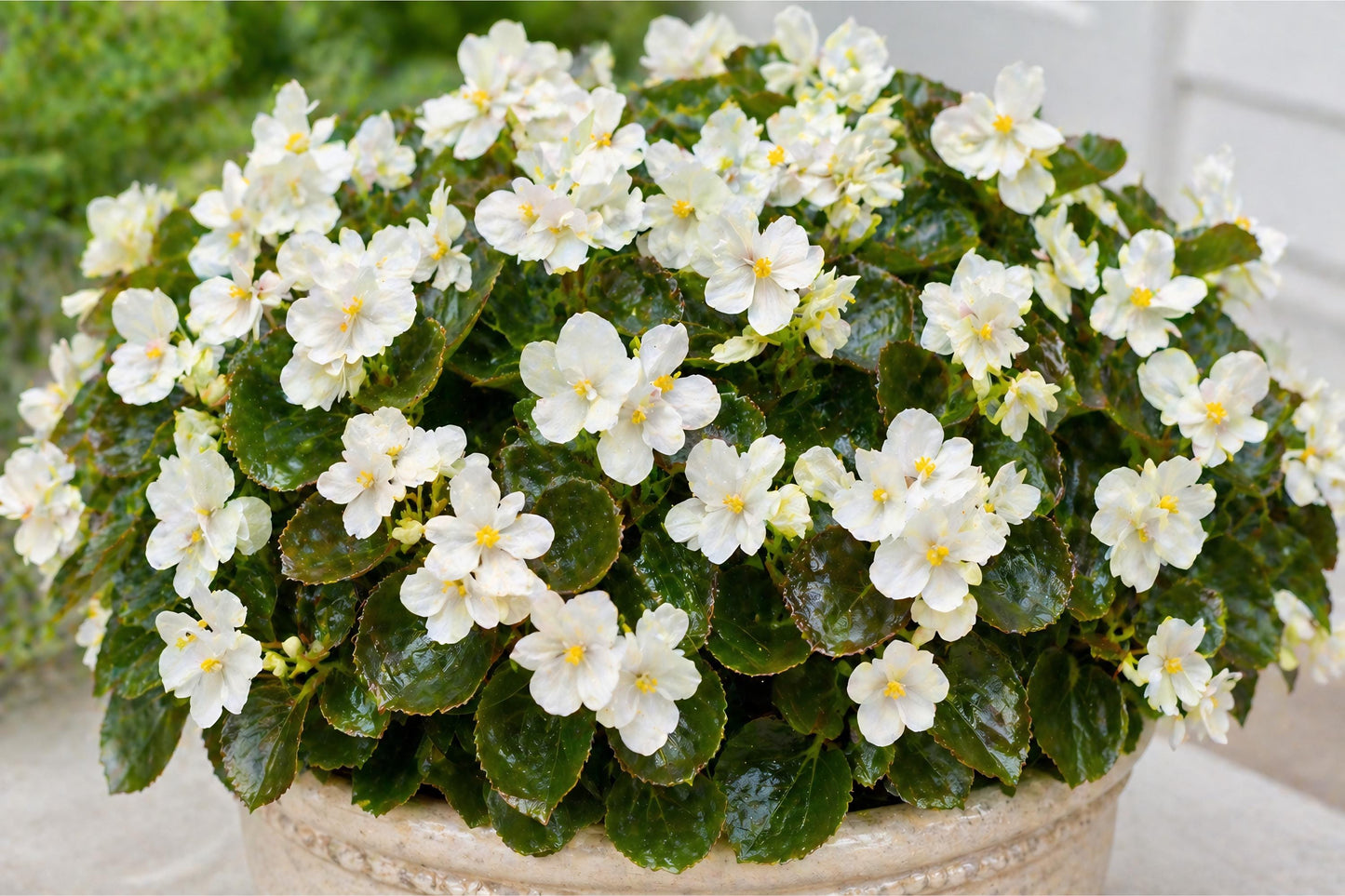 Whiskey White Begonia Seeds | Pelleted Flowering Plant | Cocktail Series | White Blooms & Glossy Foliage