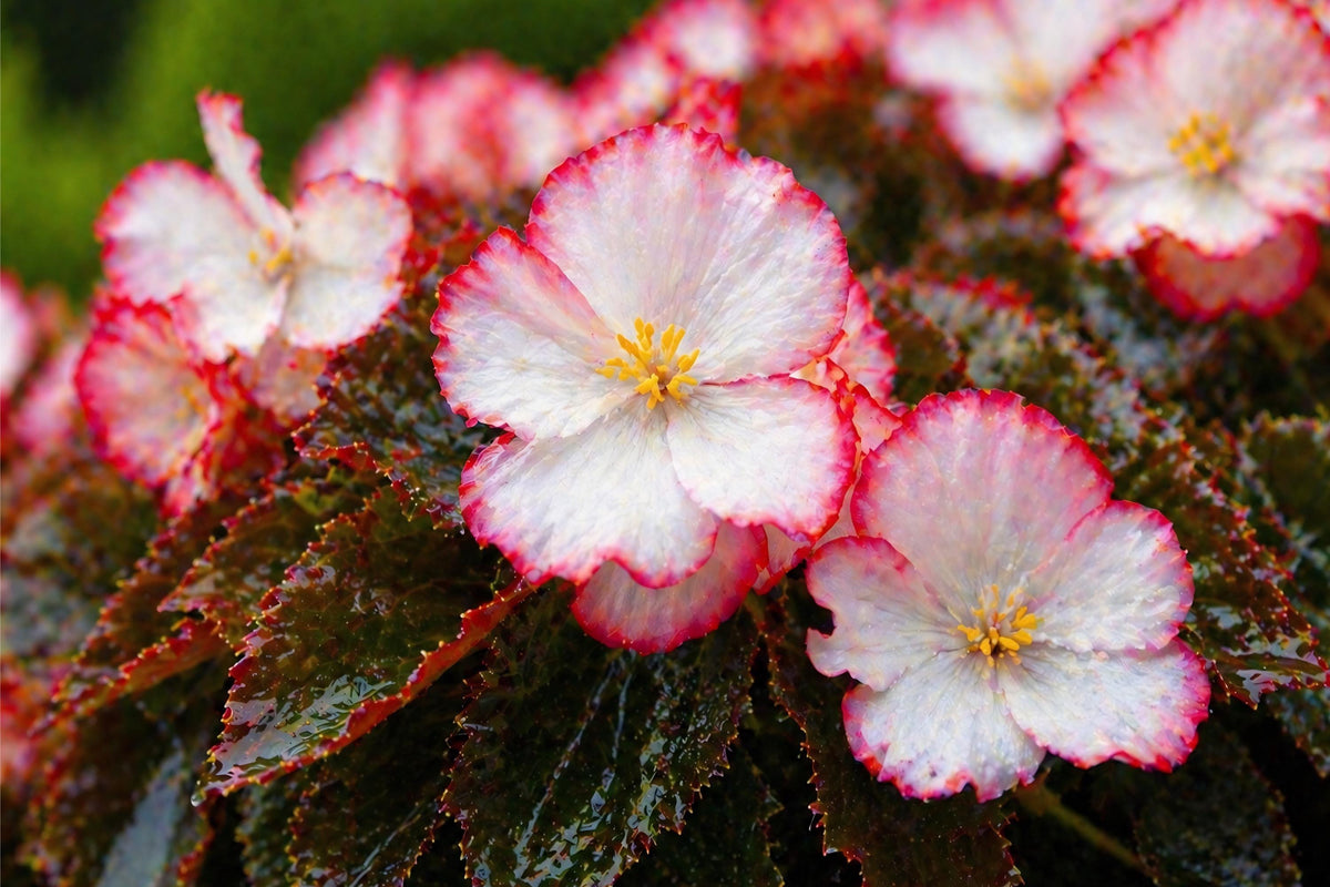 Rum Begonia Seeds | Pelleted, White Red Edge Cocktail Series, Ornamental Flower, Shade Garden, Container Planting