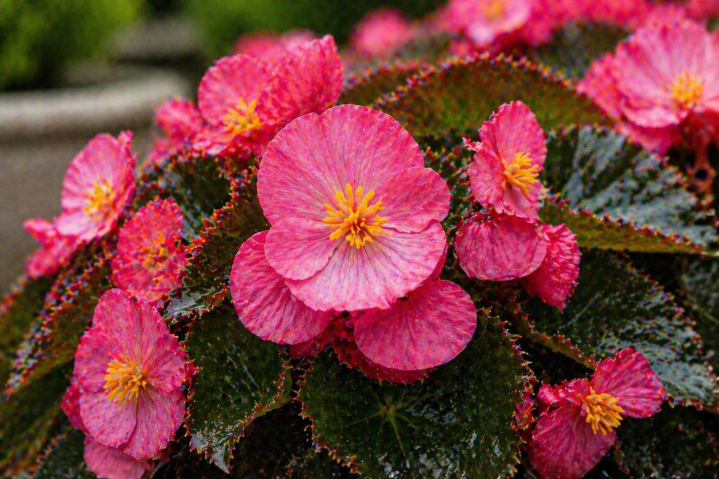 Rose Red Begonia Seeds | Pelleted Flowering Plant | Cocktail Series | Bright Red Blooms & Glossy Foliage