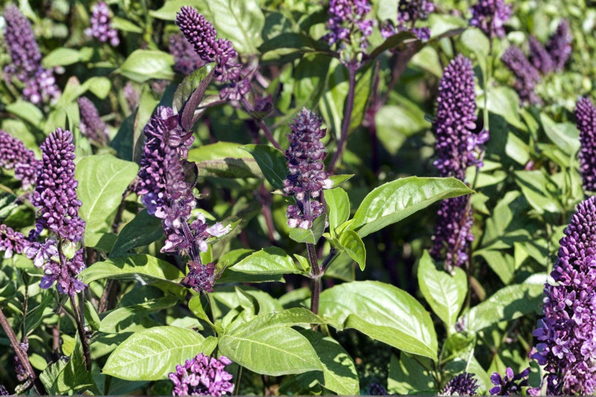 Cinnamon Basil Seeds Heirloom Non-GMO Aromatic Herb with Purple Stems, 600+ Seeds, Culinary, Tea & Garnish