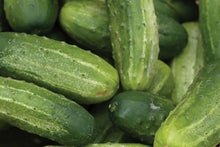 Wisconsin SMR-58 Heirloom Cucumber Seeds – Pickling Variety, Non-GMO, High Yield, Small to Medium Fruits for Canning & Fresh Use