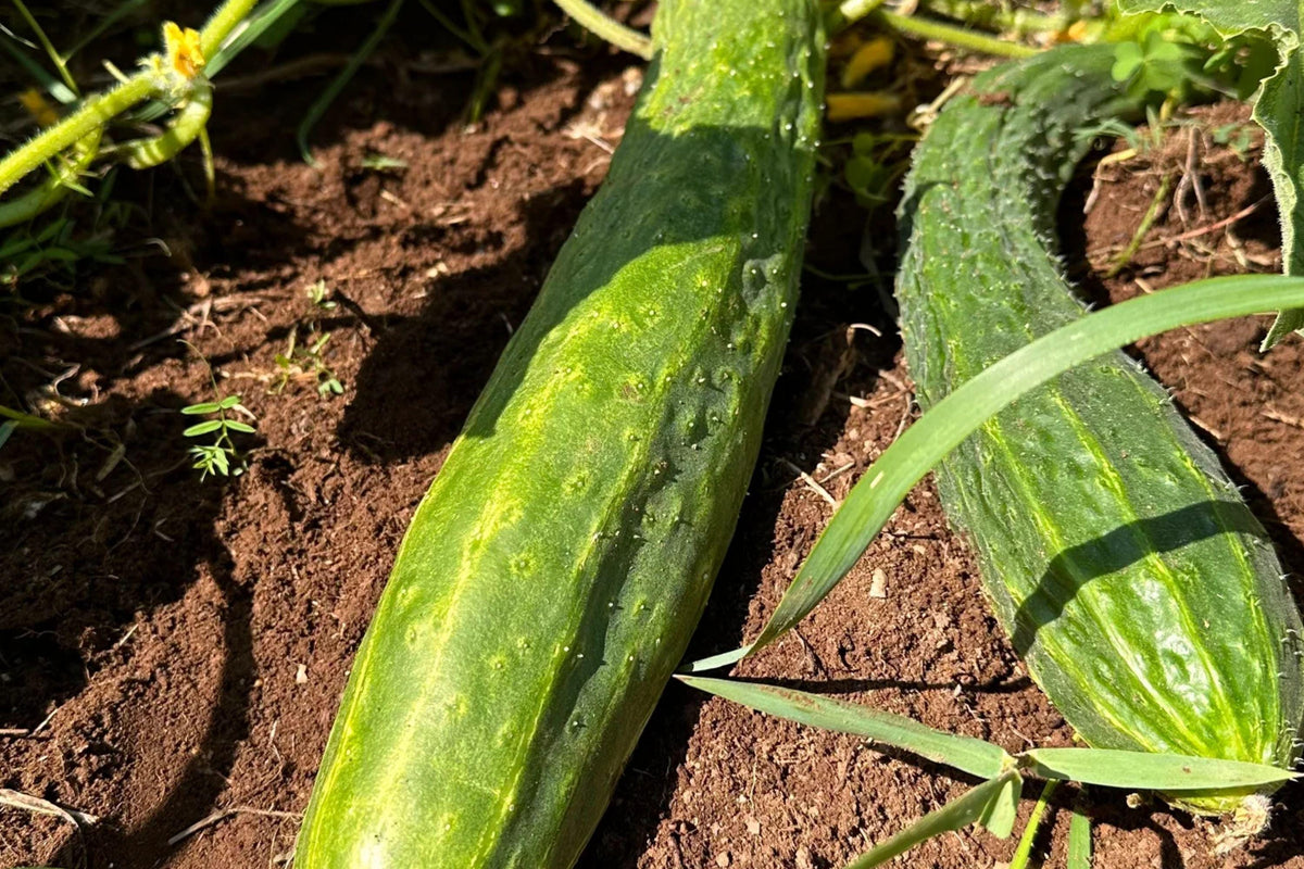 Suyo Long Heirloom Cucumber Seeds – Non-GMO, High Yield, Long Ribbed Fruits, Perfect for Fresh Eating and Slicing, 25+ Seeds