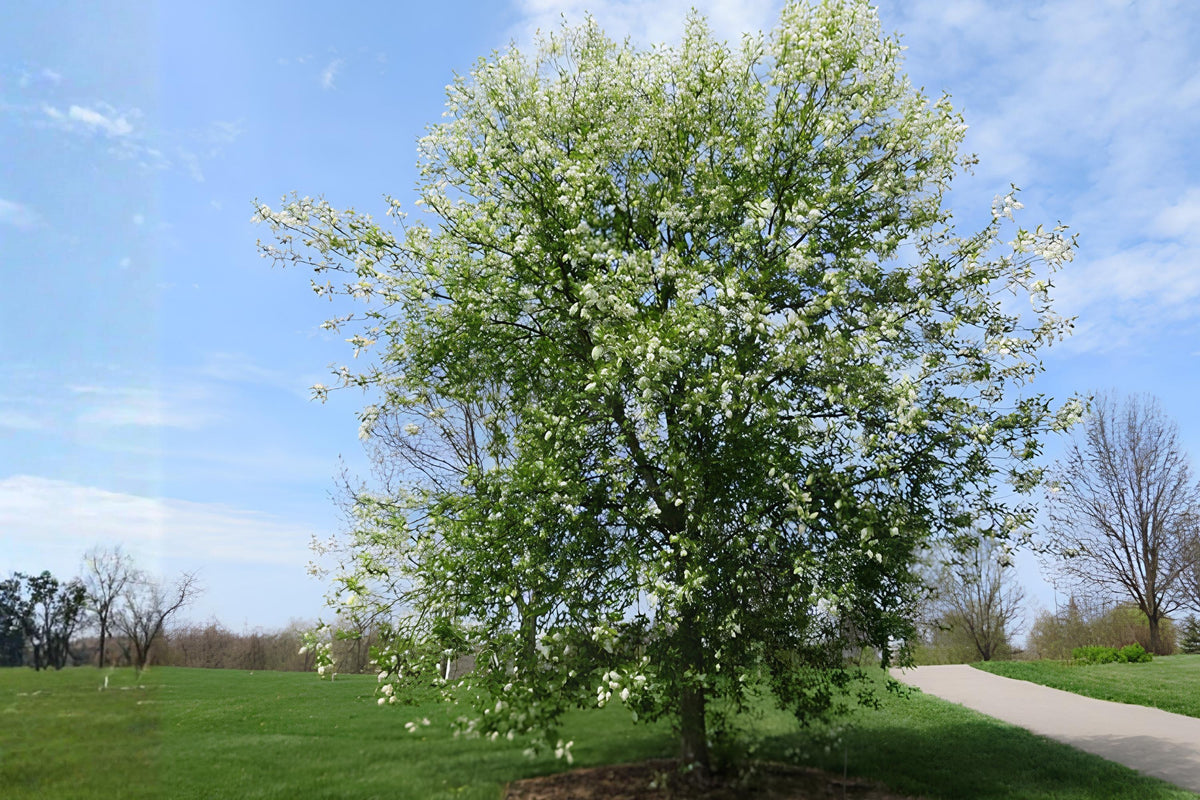 Black Chokecherry Seeds (Prunus virginiana) – Edible Fruit, Wildlife Support, Native Shrub or Small Tree, Fall Color