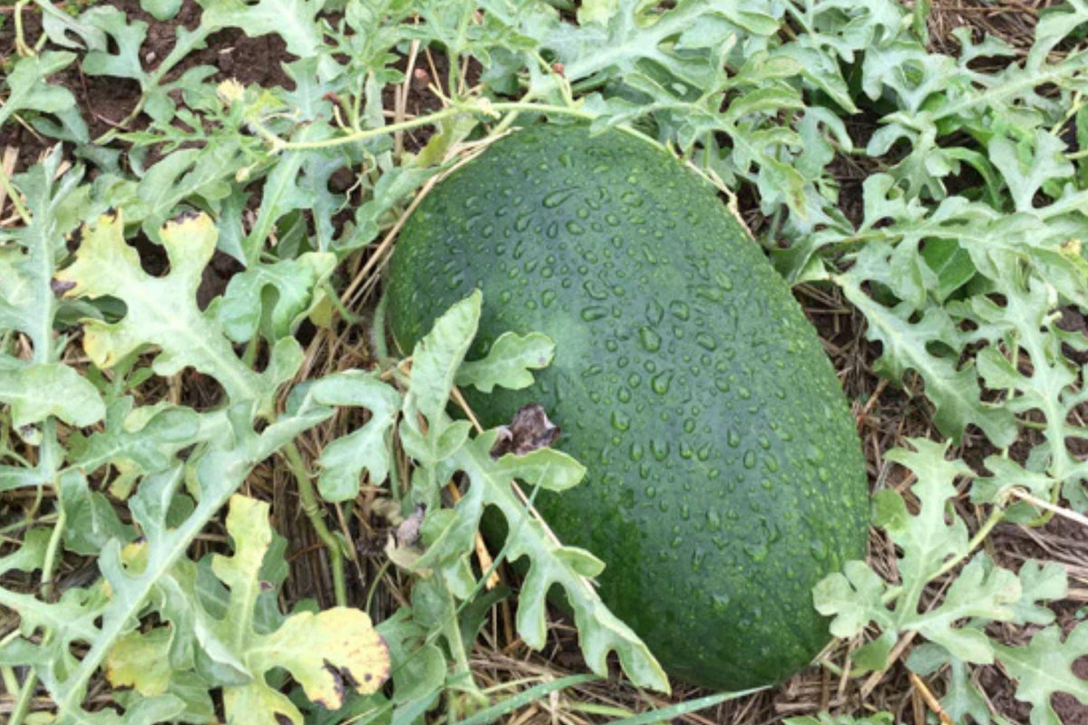 Sweet Siberian Watermelon Seeds – Organic Heirloom, Cold-Hardy, Early Ripening, Non-GMO, 10 Seeds