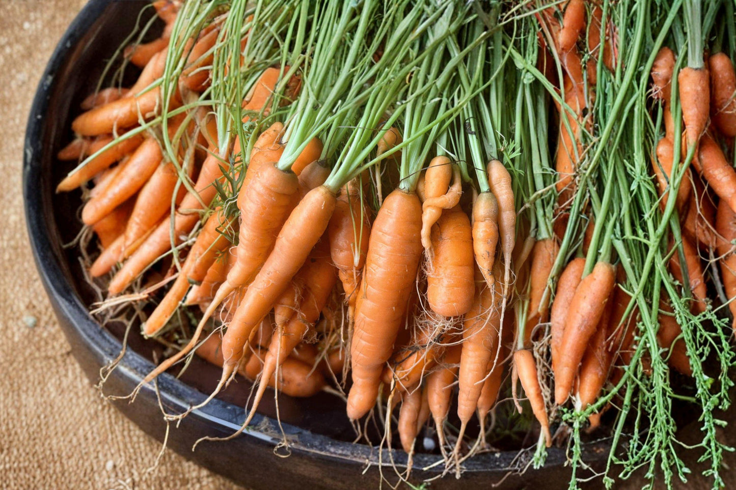 Heirloom Organic Tendersweet Carrot Seeds | Non-GMO Vegetable Garden Seeds | 500+ High Yield Roots