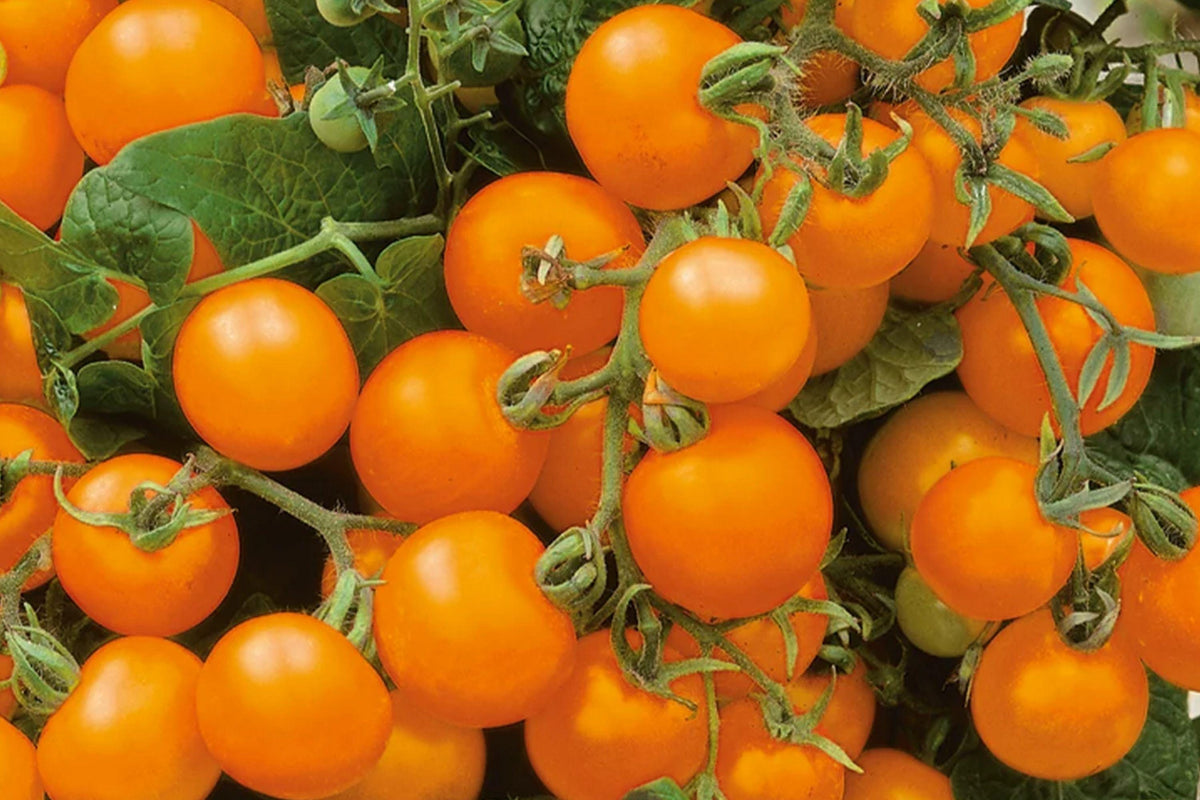 Gold Nugget Cherry Tomato Seeds – Heirloom, Non-GMO, High Yield, Early Maturity, Yellow Fruit, 120+ Seeds, Solanum lycopersicum
