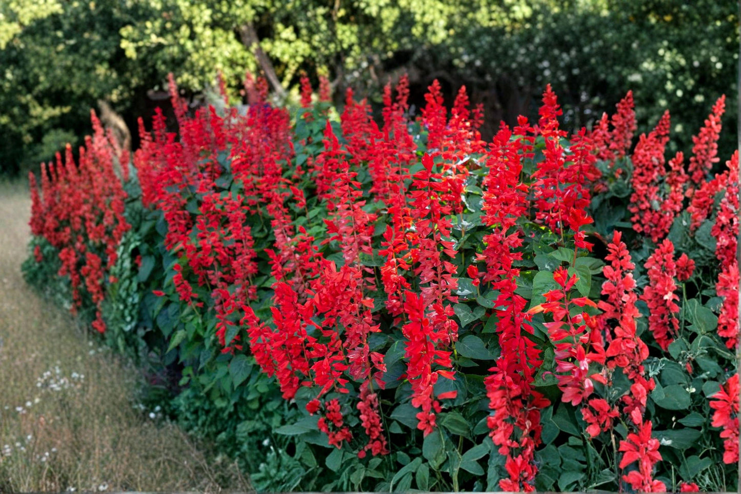 Scarlet Sage Seeds, Salvia coccinea, Red Flower, Pollinator Friendly, Hummingbird Garden, Heirloom, 500+ Seeds