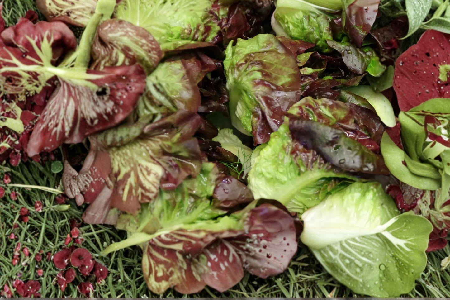 Flame Lettuce Seeds Heirloom Organic Non-GMO Red Leaf Looseleaf Garden Greens (500+ Seeds)