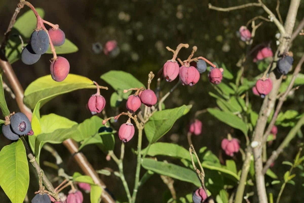 Indian Plum Seeds – Oemleria cerasiformis, Native Deciduous Shrub for Woodland Gardens, Early Spring Flowers & Dark Purple Fruit