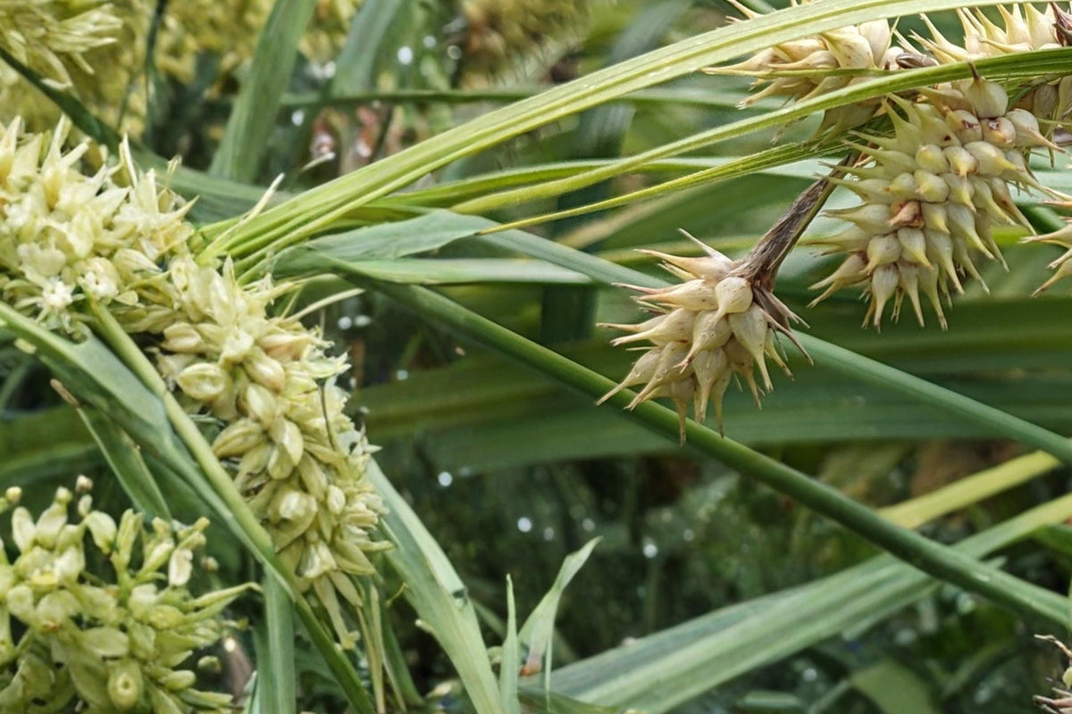 Deflexed Bottlebrush Sedge Seeds, Carex retrorsa, Perennial Grass, Moist Soil, Ornamental Sedge, Native Wetland Plant