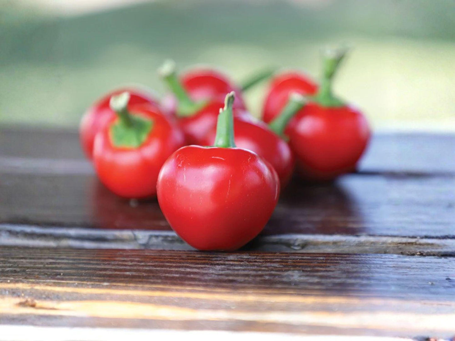 Large Red Cherry Hot Pepper Seeds – Heirloom, Non-GMO, Open-Pollinated, Capsicum annuum, 25 Seeds