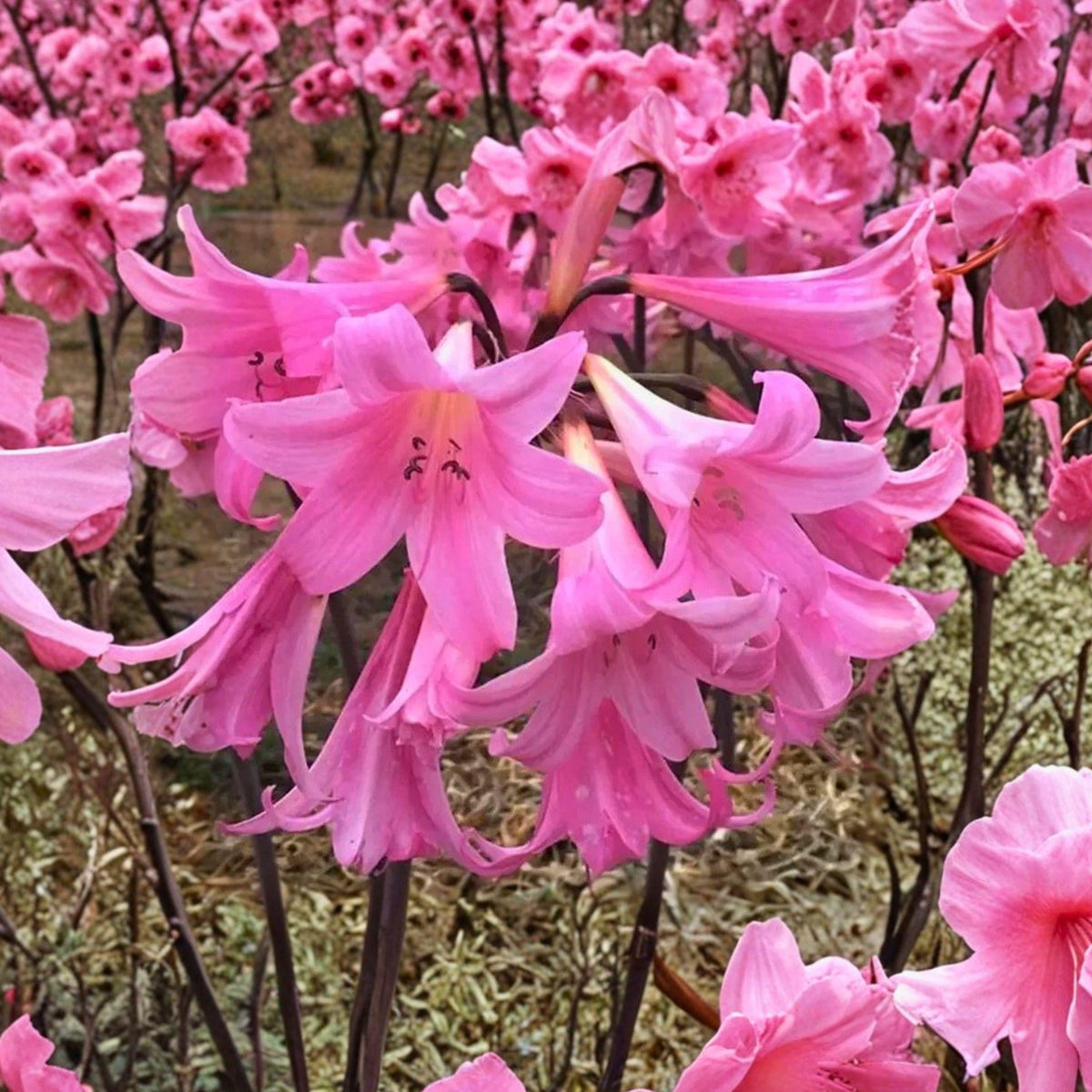 Pink Amaryllis Belladonna Bulbs, Fragrant Flowering Bulbs for Garden, Naked Lady Bulbs, 2 Pack