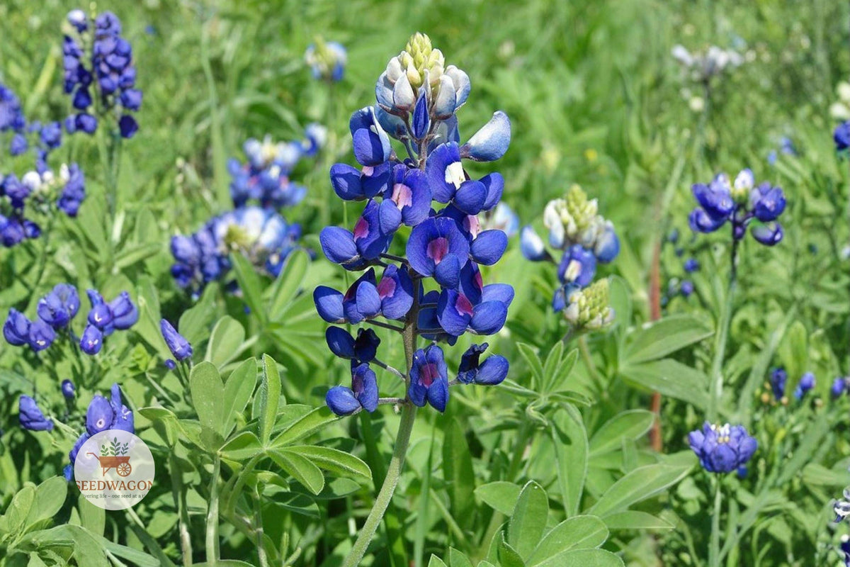 50 Texas Bluebonnet Seeds – Lupinus texensis Wildflower for Pollinator Gardens & Naturalizing