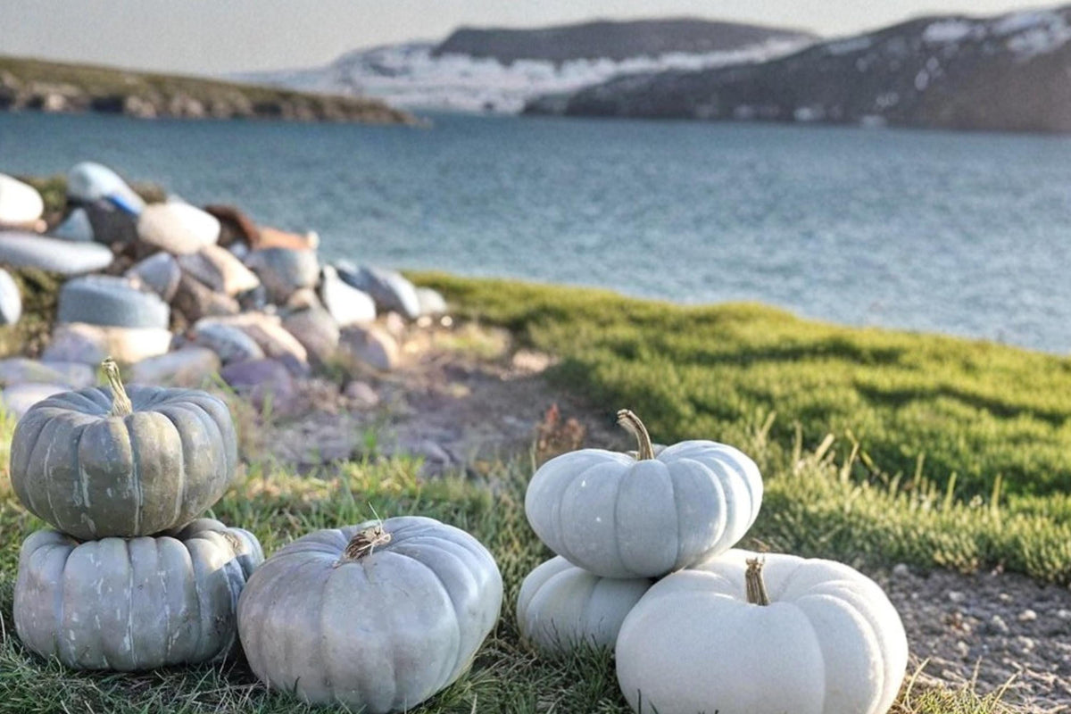 Jade Knight Pumpkin Seeds – Cucurbita maxima, Green Blocky Pumpkin, Vining Vegetable Plant, Edible Squash, Fall Garden Seed