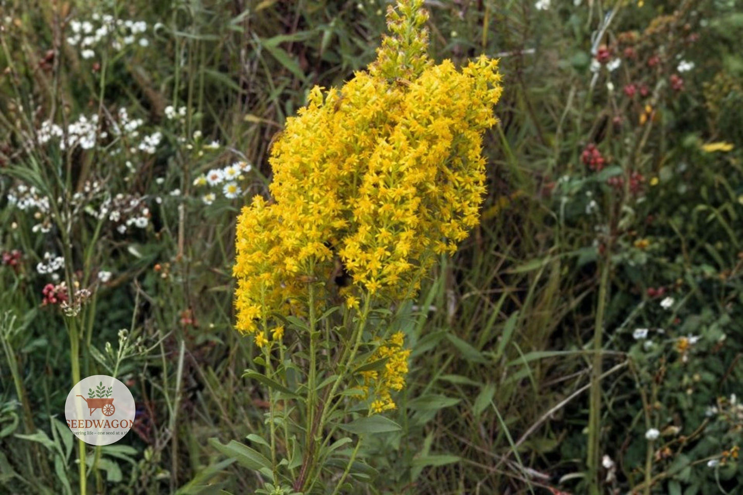 100 Showy Goldenrod Seeds – Solidago speciosa Native Perennial Wildflower for Pollinator Gardens