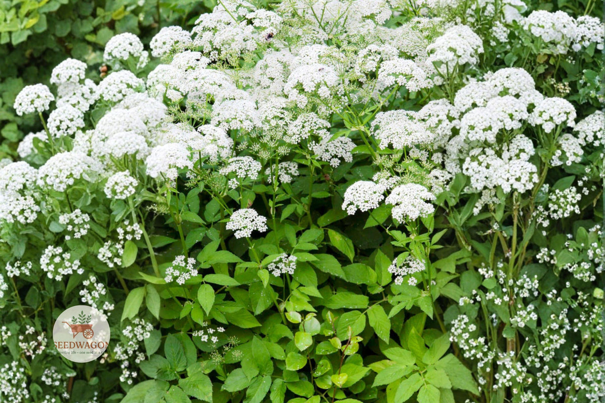 Wild Quinine Seeds – Native Perennial Wildflower, White Blooms, Pollinator Plant, Parthenium integrifolium, Drought Tolerant