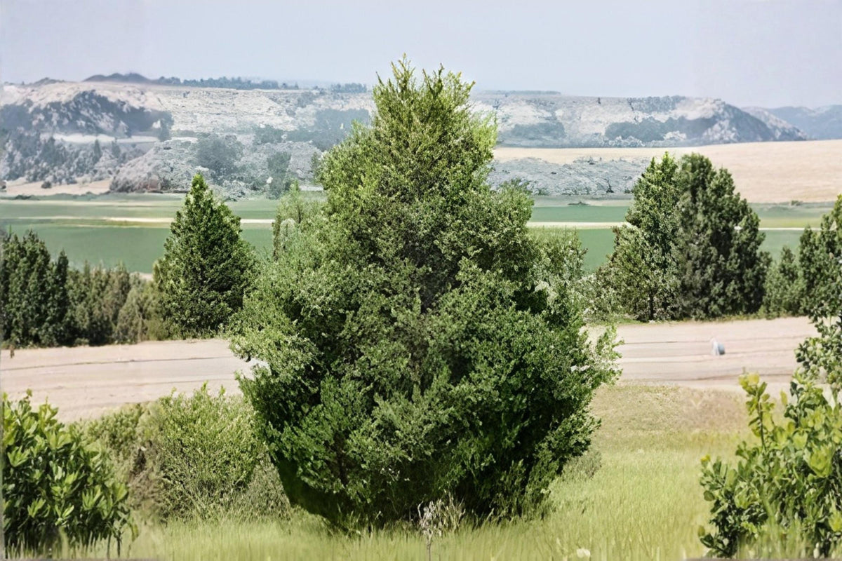 Rocky Mountain Juniper Seeds | Evergreen Conifer, Drought Tolerant, Blue Berry Cones | Juniperus scopulorum, Xeriscape, Wildlife Garden