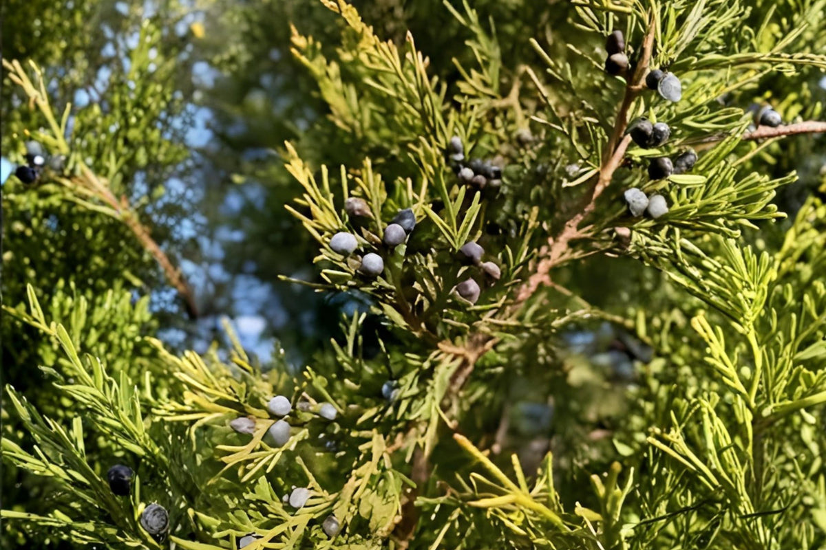 Eastern Red Cedar Seeds, Juniperus virginiana, Native Evergreen Tree, Drought Tolerant, Wildlife Habitat, Landscaping, 25 Seeds