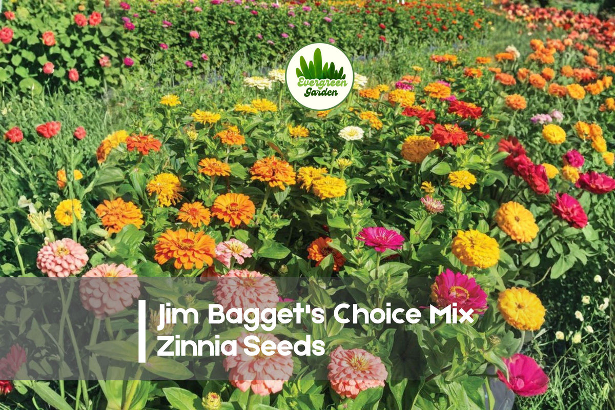 100 Jim Bagget's Choice Mix Zinnia Seeds – Vibrant Annual Flowers for Borders, Cut Flowers & Pollinator Gardens, Zinnia elegans