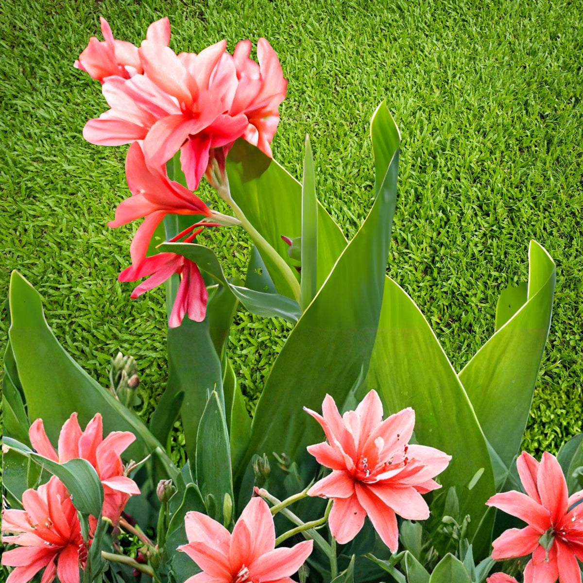 California Pink Canna Lily Plants – Canna indica Rhizomes, Pink Flowers, Clumping Perennial for Garden Beds & Containers