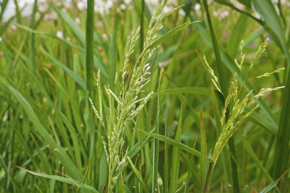 Smooth Panicgrass Seeds – Panicum dichotomiflorum, Warm-Season Annual Grass for Moist Soils, Natural Landscape, Erosion Control