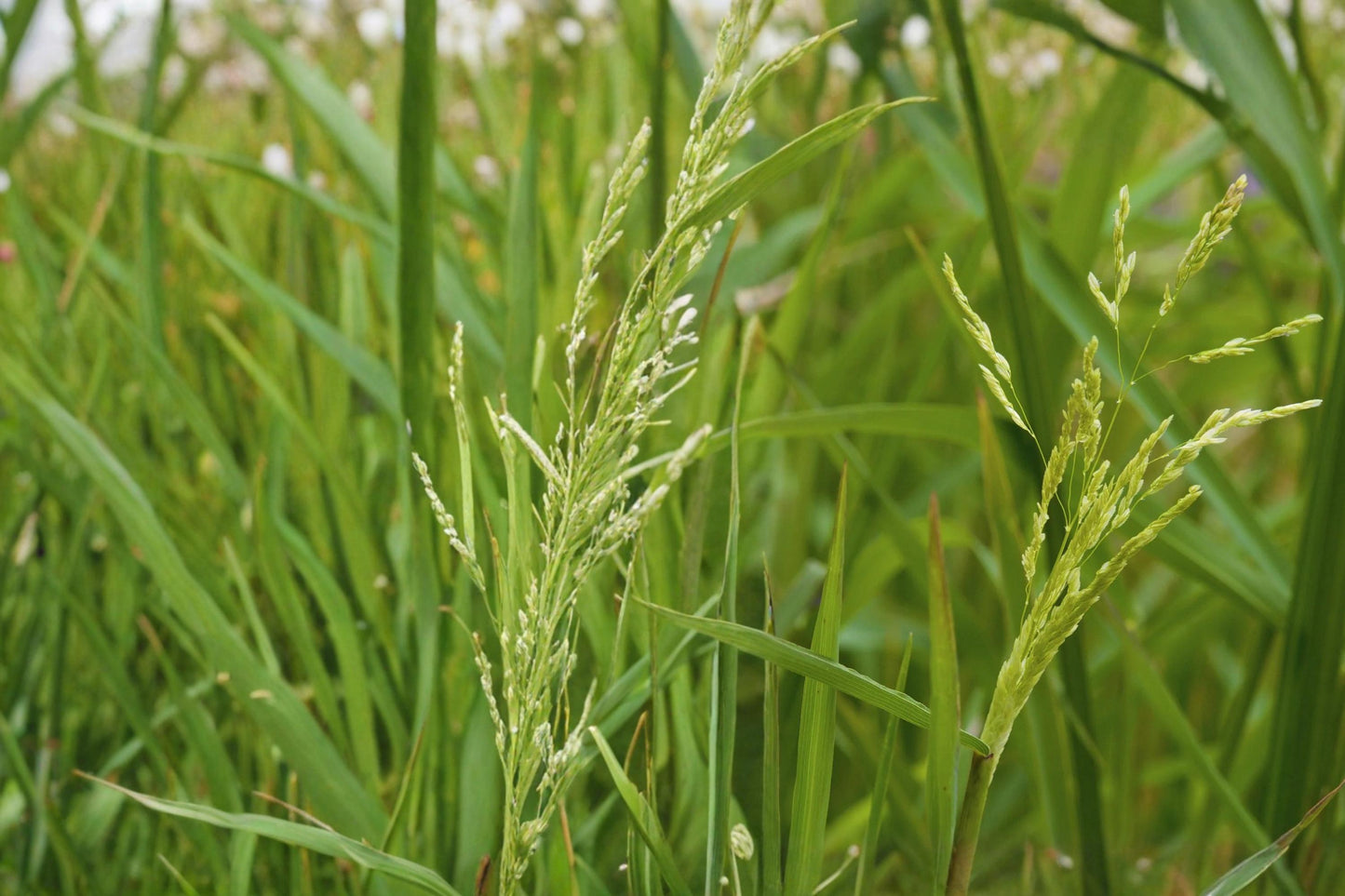 Smooth Panicgrass Seeds – Panicum dichotomiflorum, Warm-Season Annual Grass for Moist Soils & Natural Landscapes