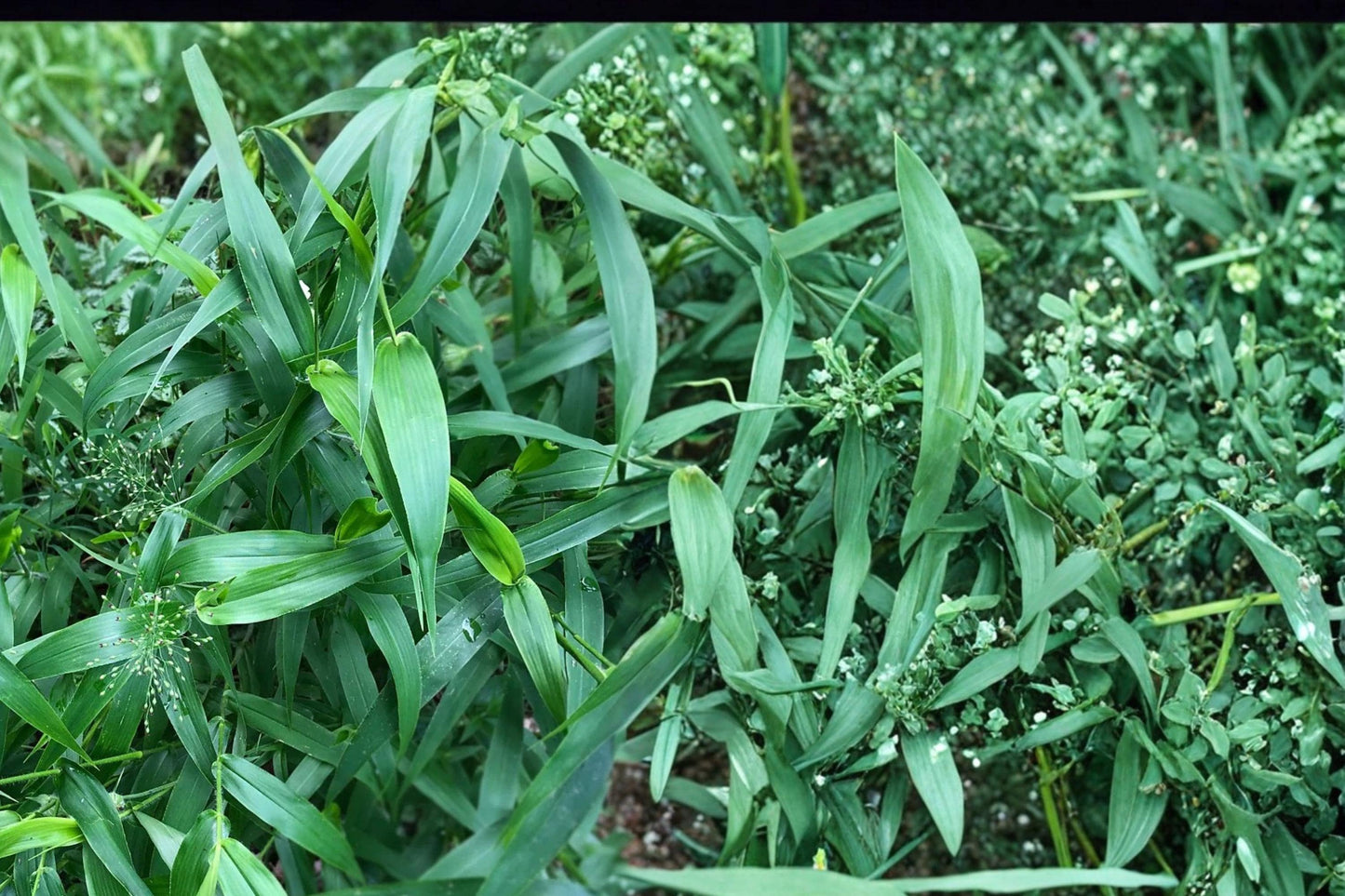 Deertongue Grass Seeds – Panicum clandestinum – Native, Shade-Tolerant, Perennial Woodland Grass Seed