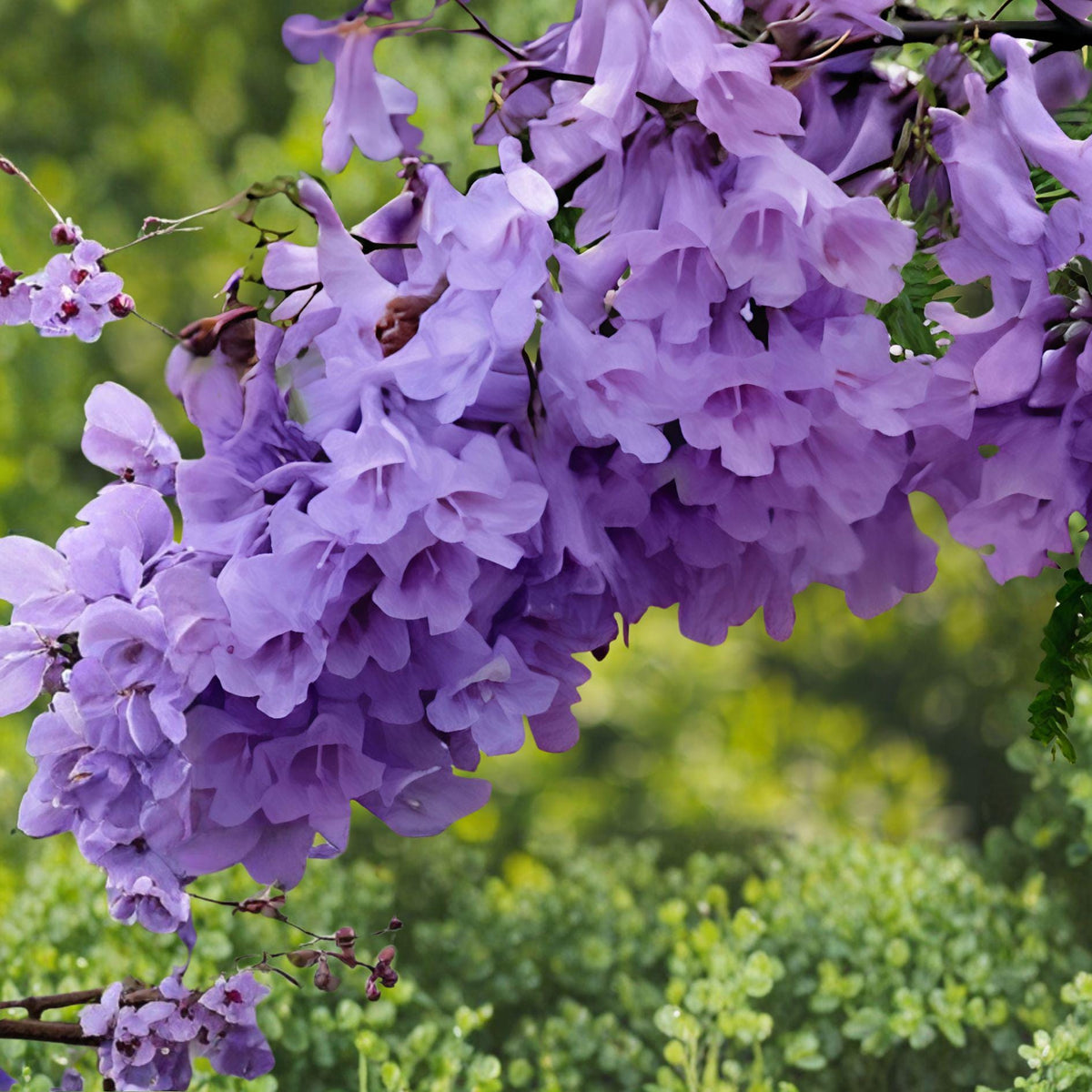 Jacaranda mimosifolia Cutting – 3 Live Unrooted Plant Propagation Material – Ornamental Tree with Purple Blue Blooms