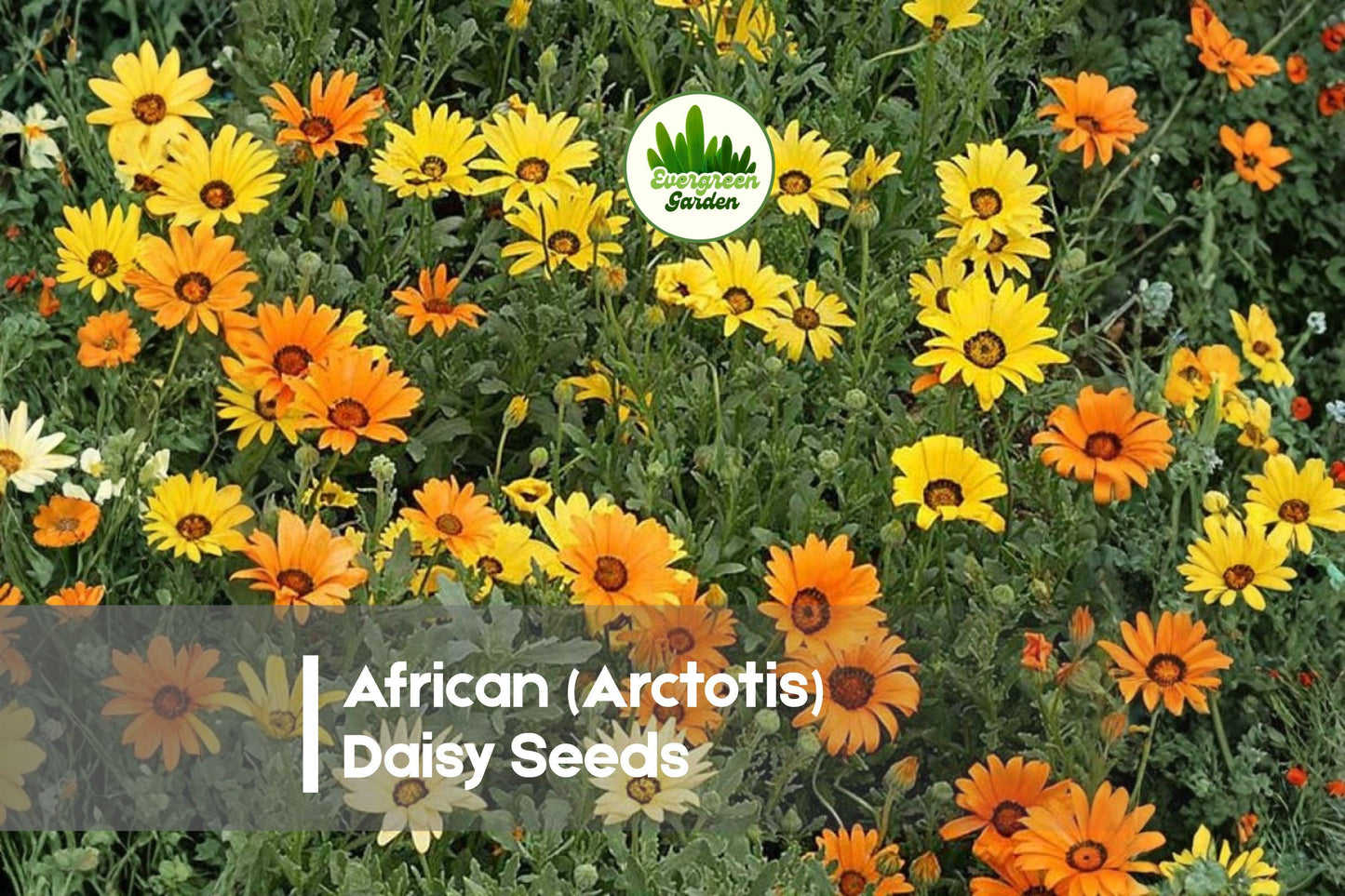 200 African Arctotis Daisy Seeds, Sun-Loving Annual, Mixed Colors, Arctotis species for Borders, Containers & Rock Gardens
