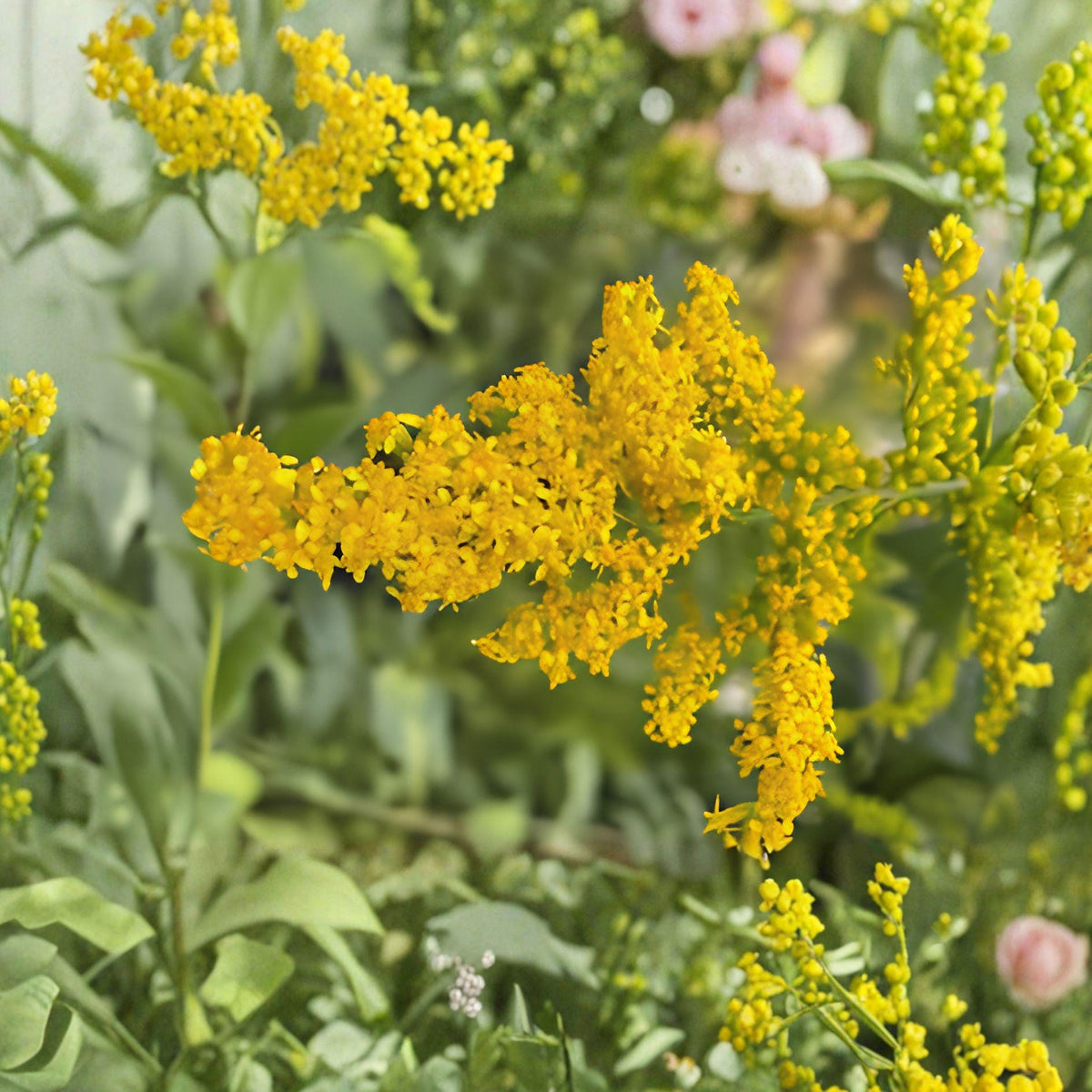 Elmleaf Goldenrod Seeds – 100 Perennial Wildflower Seeds for Native Gardens, Meadows & Pollinator Gardens – Solidago ulmifolia