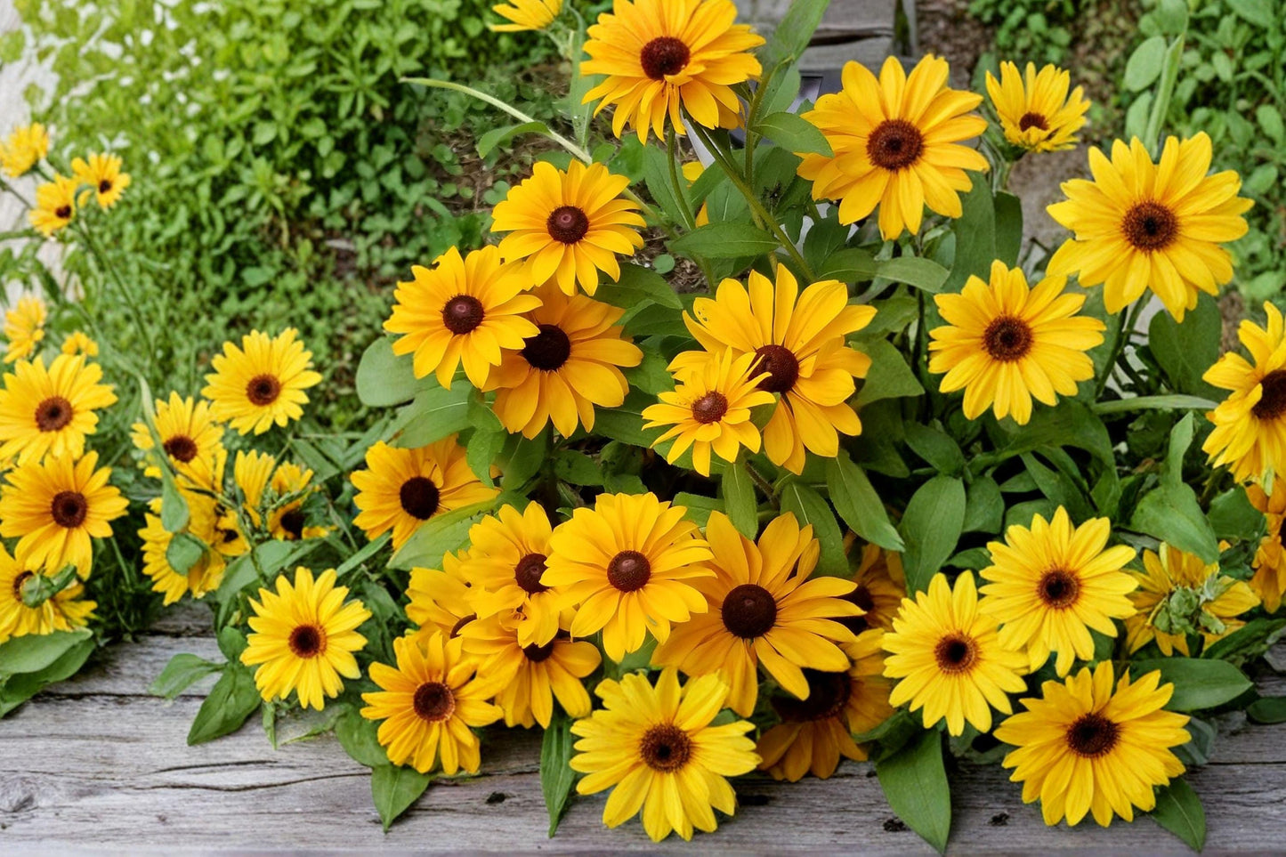 Black Eyed Susan Seeds | Heirloom Rudbeckia | Yellow Wildflower | Pollinator Friendly, Easy to Grow