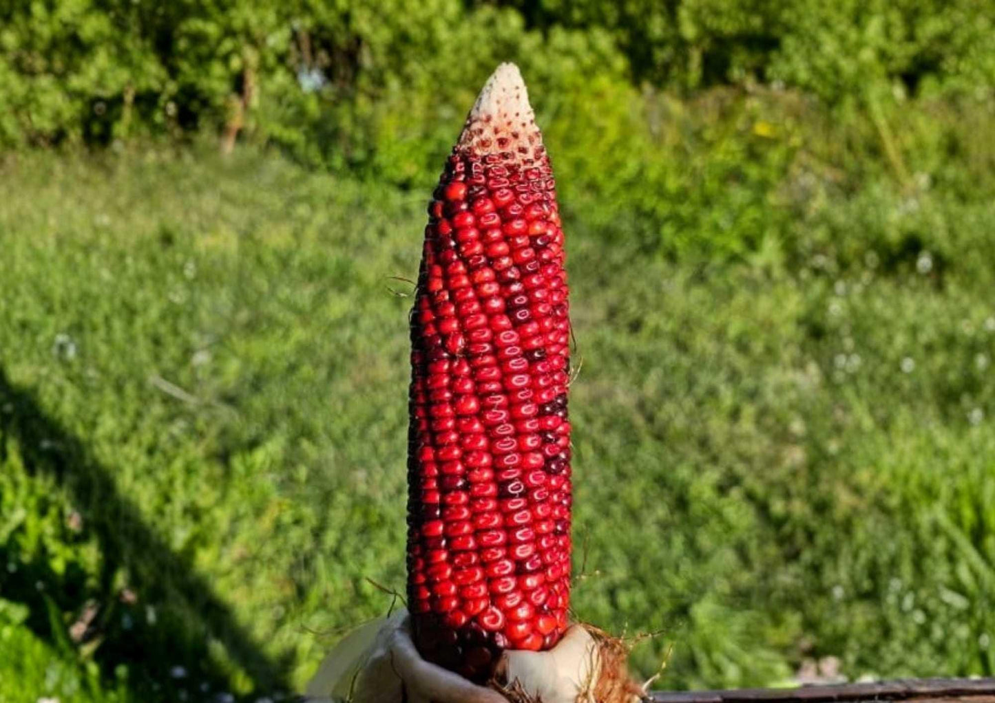 Heirloom Corn Seeds | New York Bloody Butcher | Deep Red Kernels | Rare Garden Seeds for Planting, Flour, Ornamental & Grain