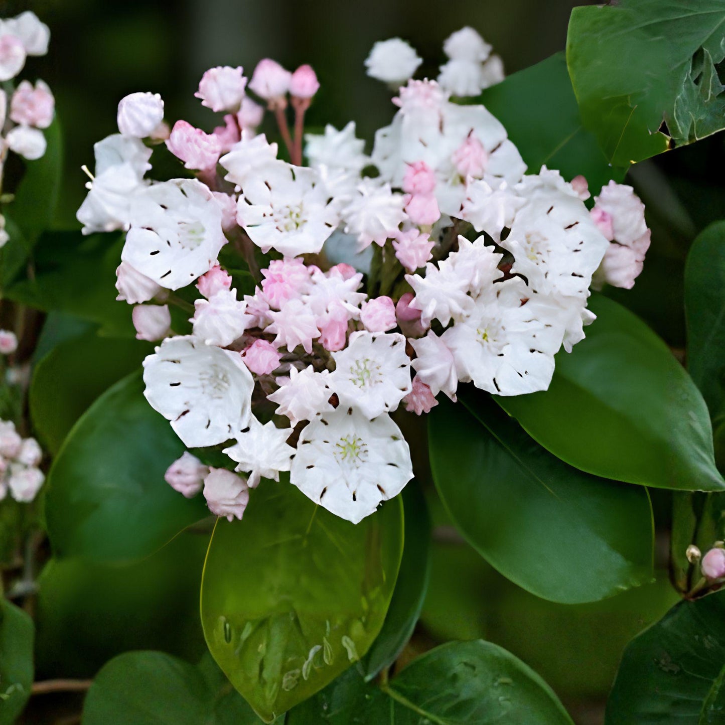 White Mountain Laurel Plant | Live Bare Root Kalmia latifolia | Hardy Flowering Shrub for Shade Gardens