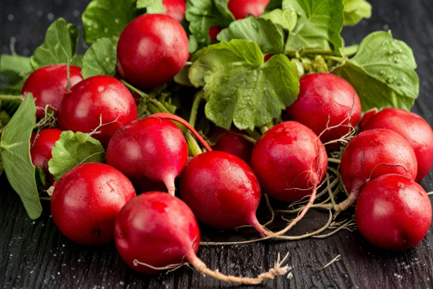 German Giant Radish Seeds - Heirloom, Non-GMO, High Yield, Crisp Flavor, Traditional Raphanus sativus