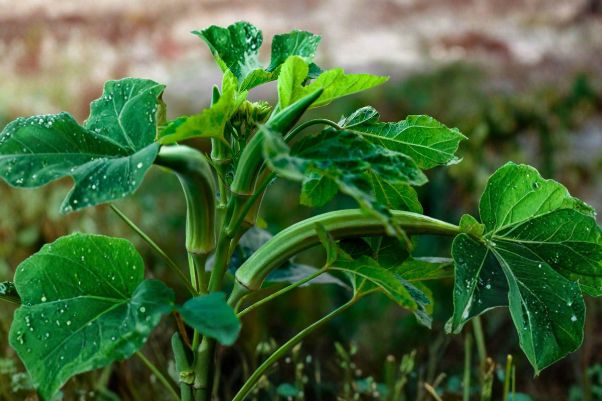 Louisiana Longhorn Okra Seeds - Heirloom, Non-GMO, Heat Tolerant, High Yield Pods, Cowhorn Variety