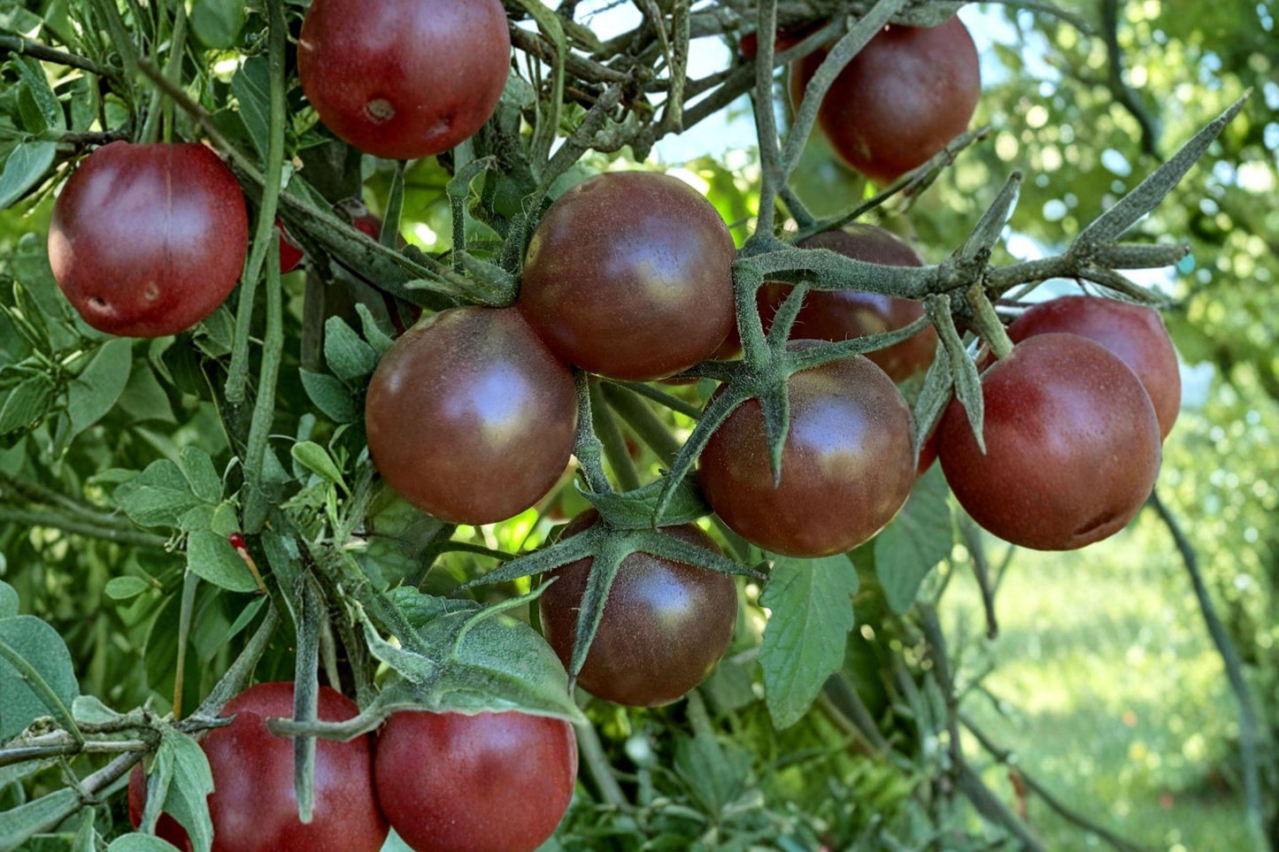 European Black Cherry Tomato Seeds - Rare Heirloom, Sweet Rich Flavor, High Yield Cherry Tomato Plants