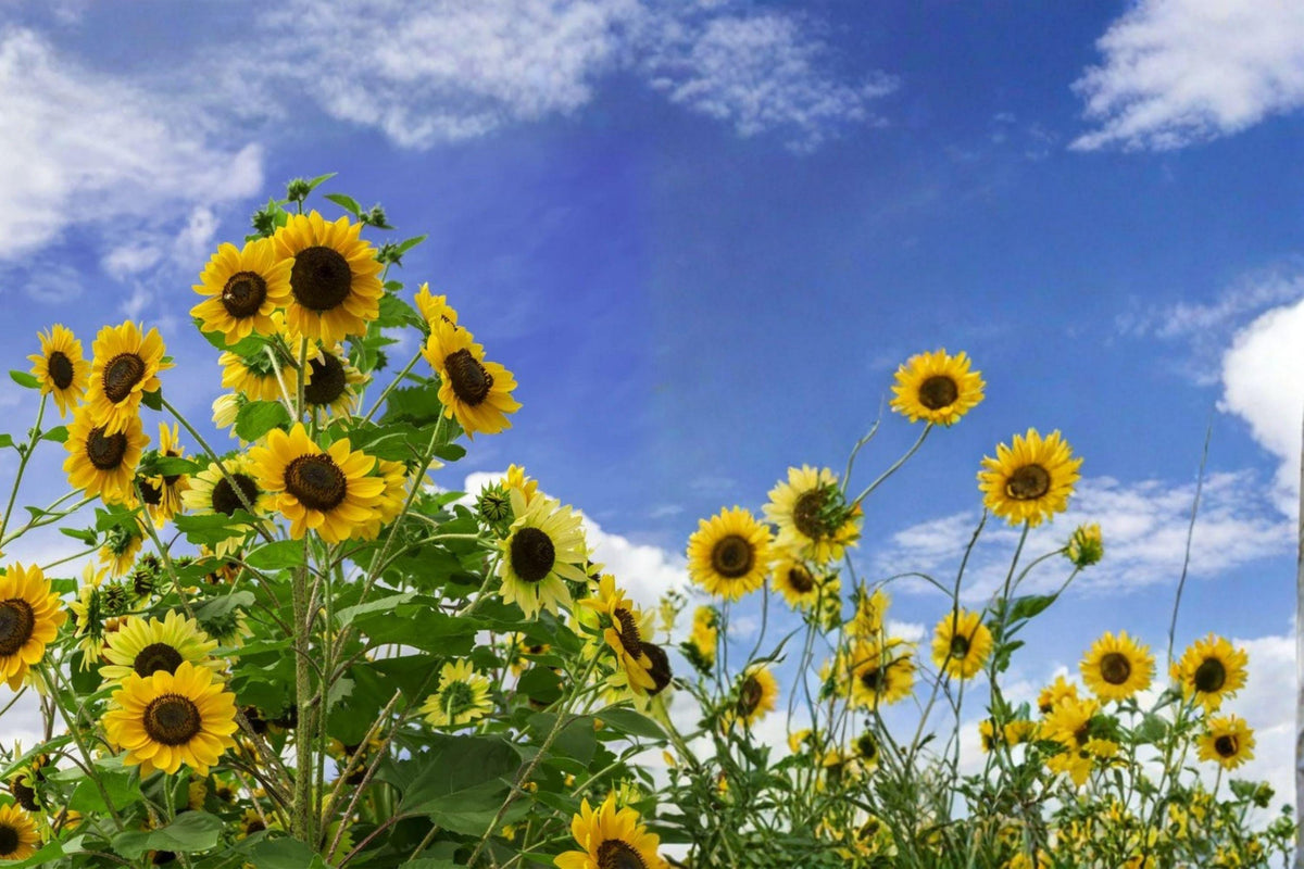 Skyscraper Sunflower Seeds - Giant Heirloom, Non-GMO, Bright Yellow Blooms, Easy Grow Garden Flower