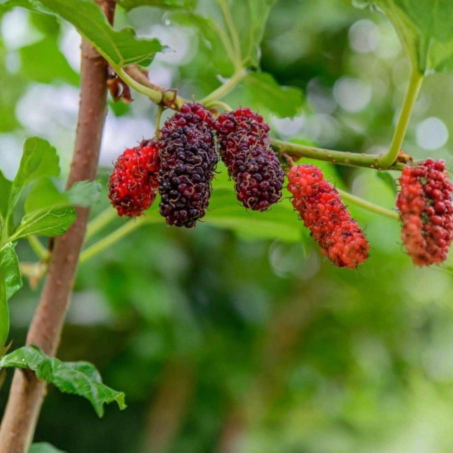 Illinois Everbearing Mulberry Fruit Tree Starter – Morus alba, 3-15 Inch Plant for Garden & Container Cultivation