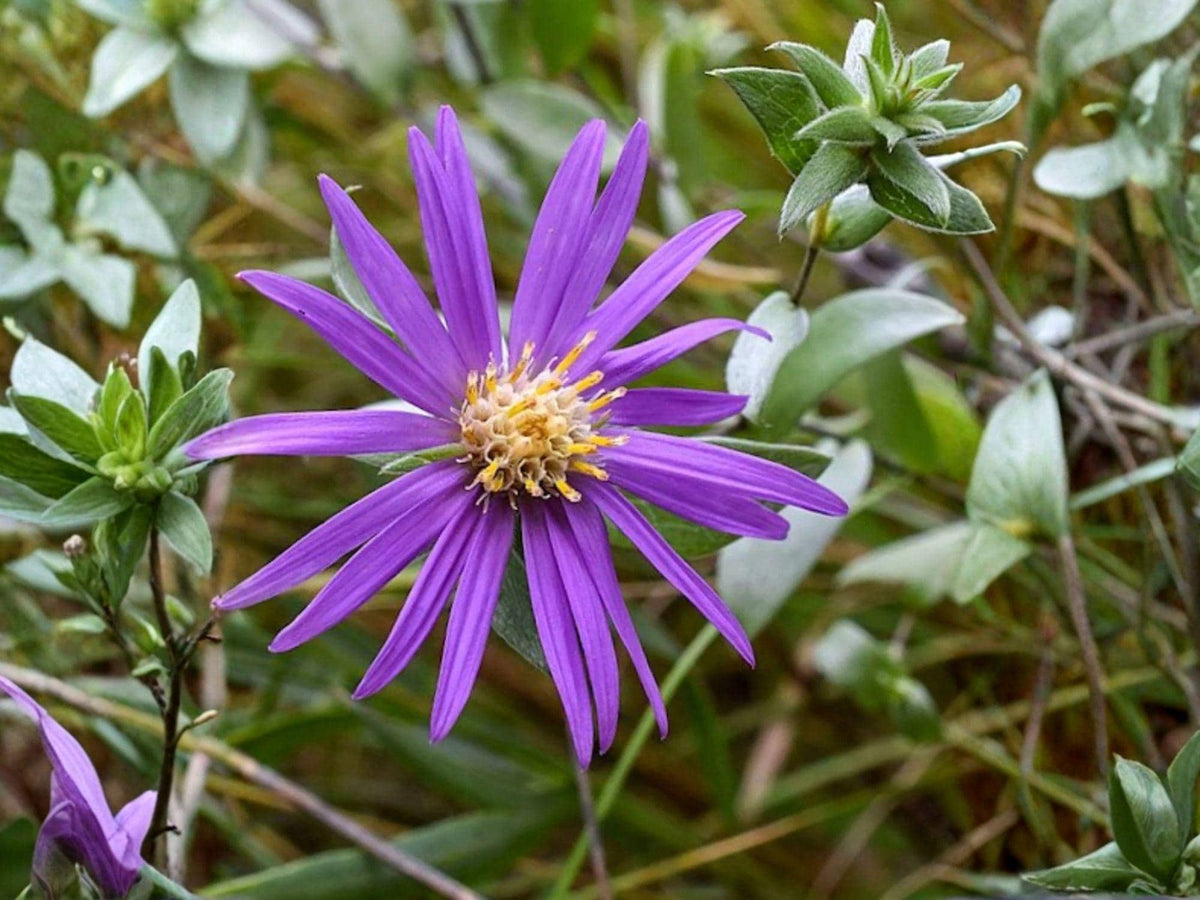 Symphyotrichum sericeum Silky Aster Seeds – Native Purple Wildflower for Pollinator Gardens, Heirloom, Non-GMO, Drought Tolerant