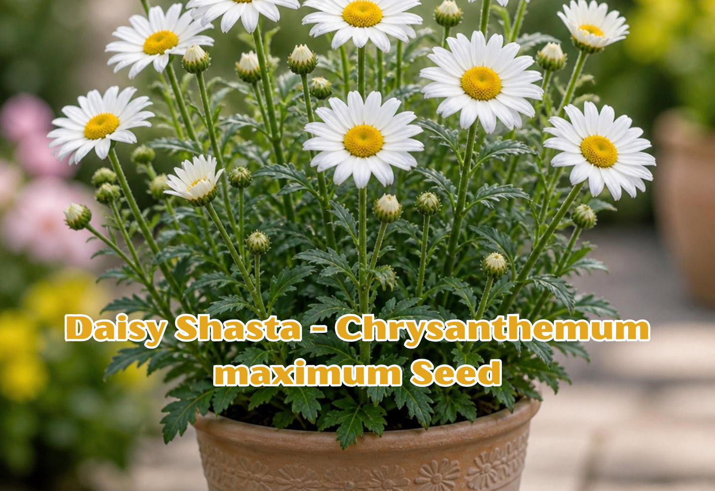 Shasta Daisy Seeds | Perennial White Flowers | Chrysanthemum maximum | Cut Flower Plant, 100 Seeds